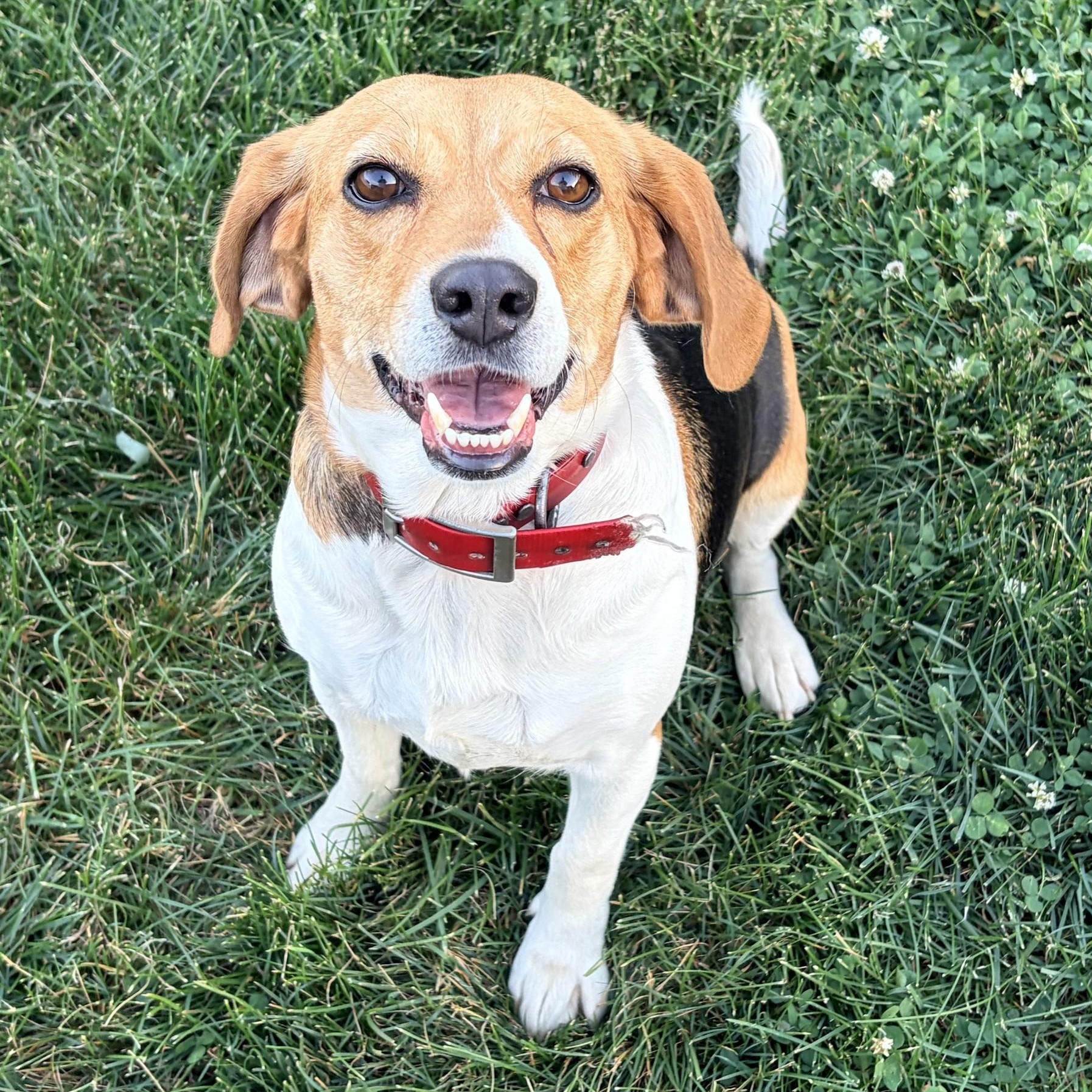 Enlarge Sadie-ADOPTION PENDING, a ADOPTABLE Beagle in Mount Bethel, PA image 5/6