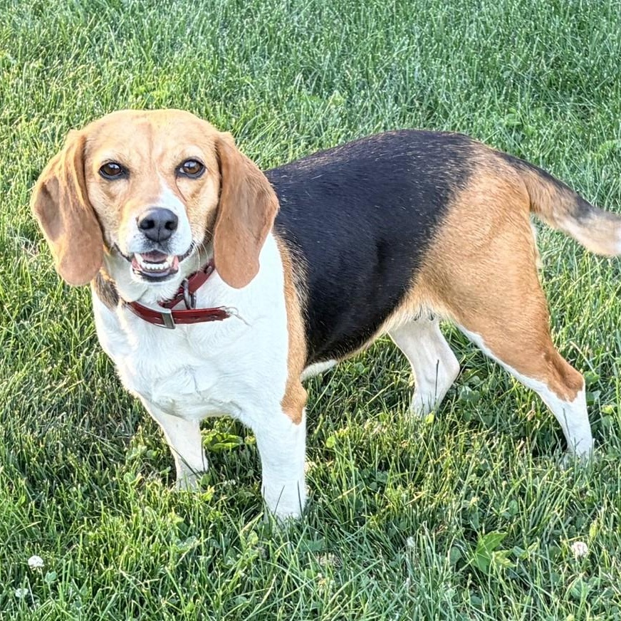 Enlarge Sadie-ADOPTION PENDING, a ADOPTABLE Beagle in Mount Bethel, PA image 3/6
