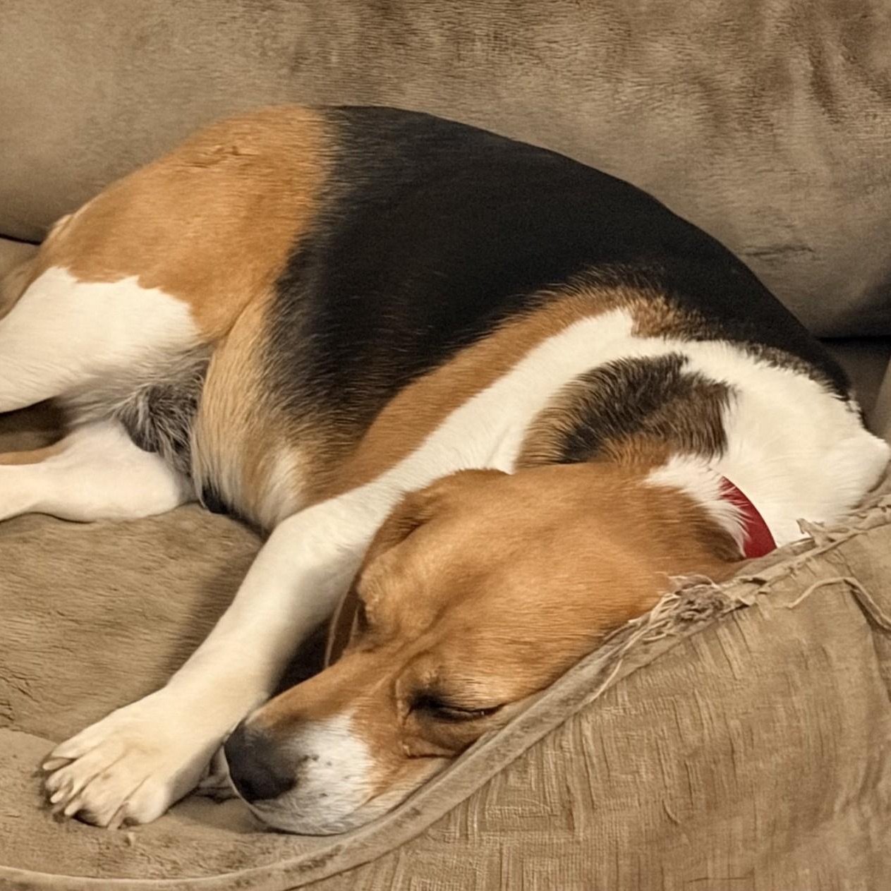 Enlarge Sadie-ADOPTION PENDING, a ADOPTABLE Beagle in Mount Bethel, PA image 6/6