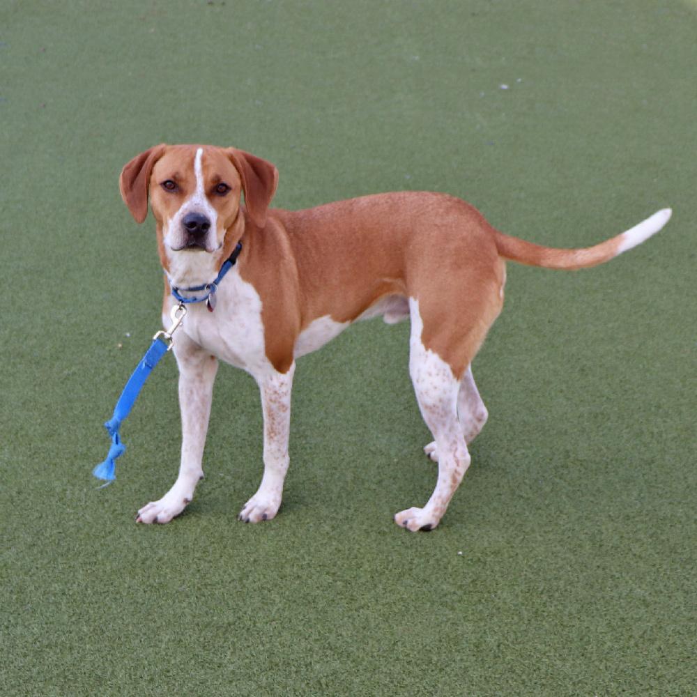 Sinatra, a Adoptable mixed breed in Port Washington, NY image 1/4