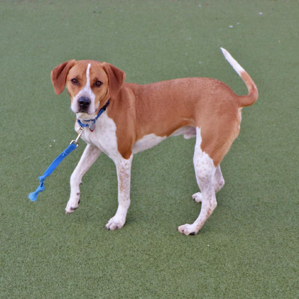 Sinatra, a Adoptable mixed breed in Port Washington, NY image 3/6