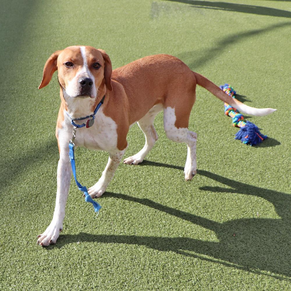 Sinatra, a Adoptable mixed breed in Port Washington, NY image 2/4