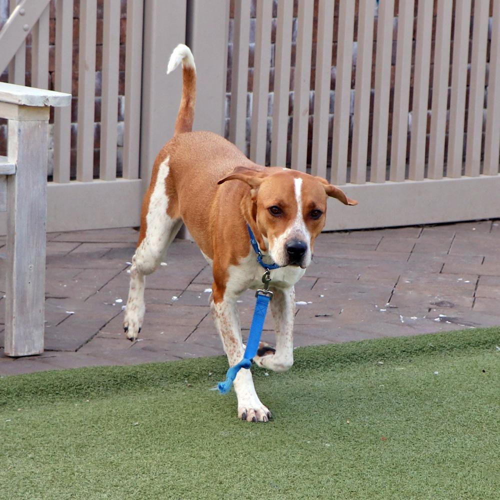 Sinatra, a Adoptable mixed breed in Port Washington, NY image 3/4