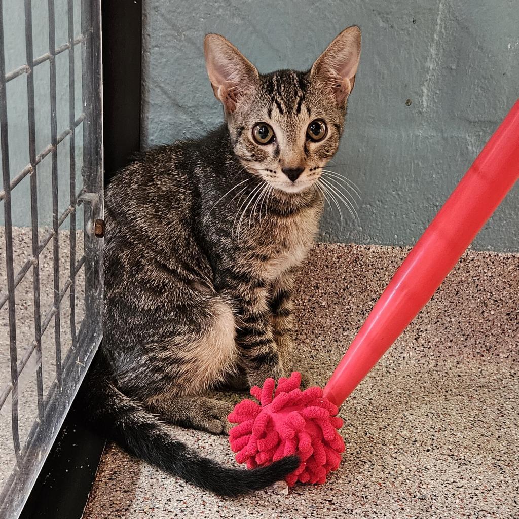 Carrie, Adoptable, Young Female Domestic Short Hair.