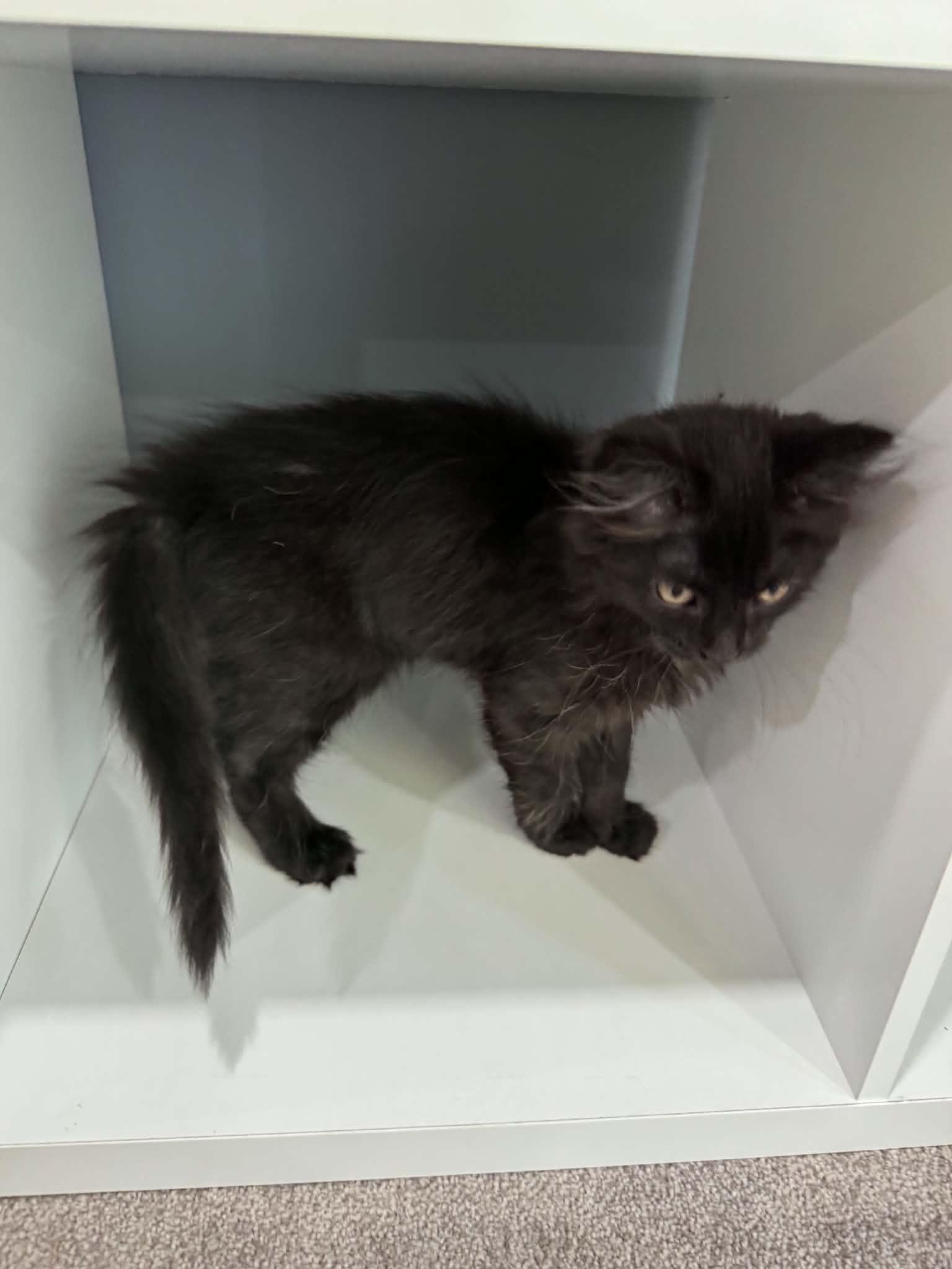 Enlarge Kingston, a ADOPTABLE Domestic Long Hair in Fulton, NY image 6/6