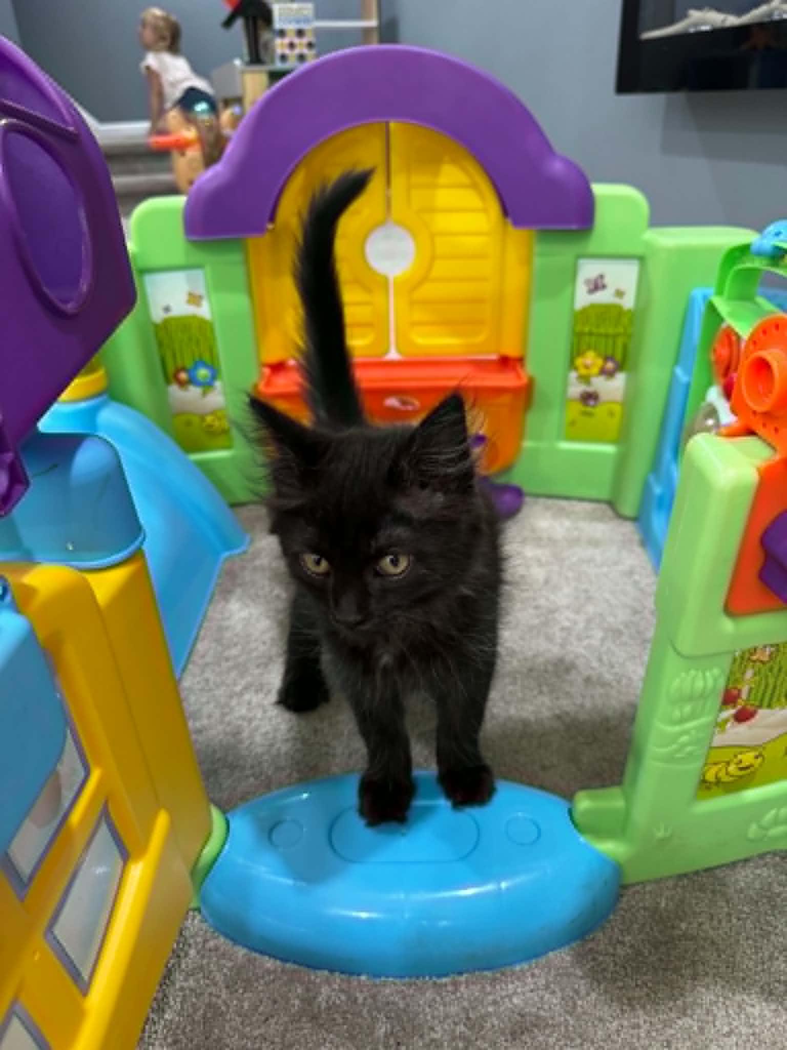 Enlarge Kingston, a ADOPTABLE Domestic Long Hair in Fulton, NY image 3/6