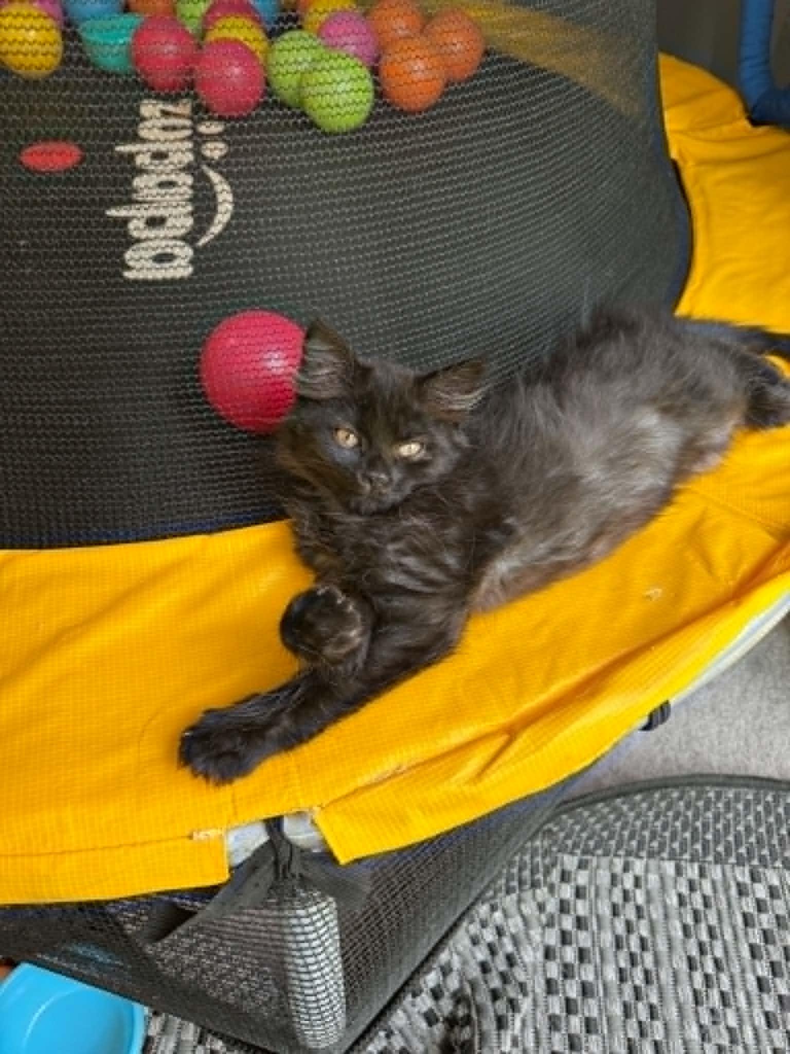 Kingston, ADOPTABLE, Young Male Domestic Long Hair.