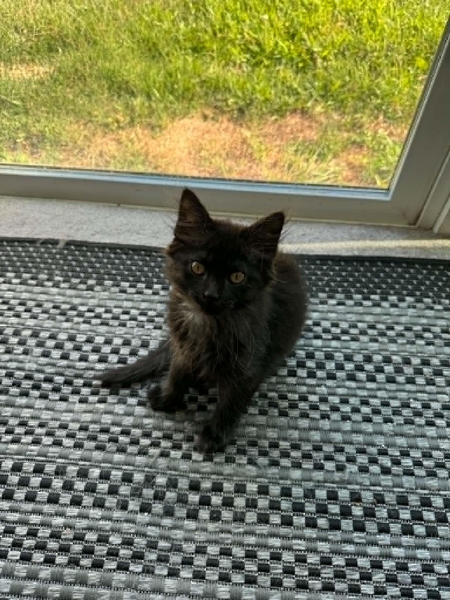 Enlarge Kingston, a ADOPTABLE Domestic Long Hair in Fulton, NY image 2/6