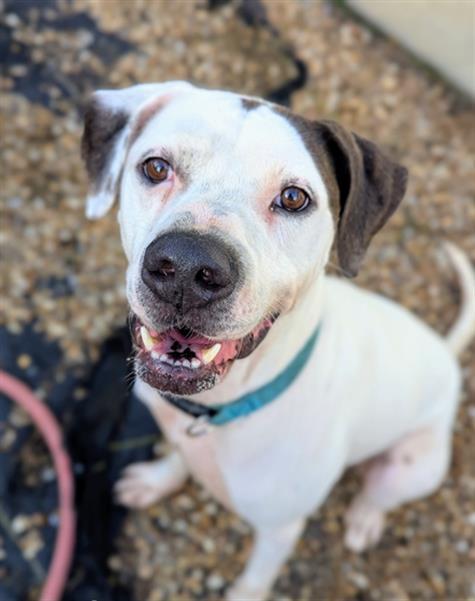 GHOST, Adoptable, Adult Male Mixed Breed.