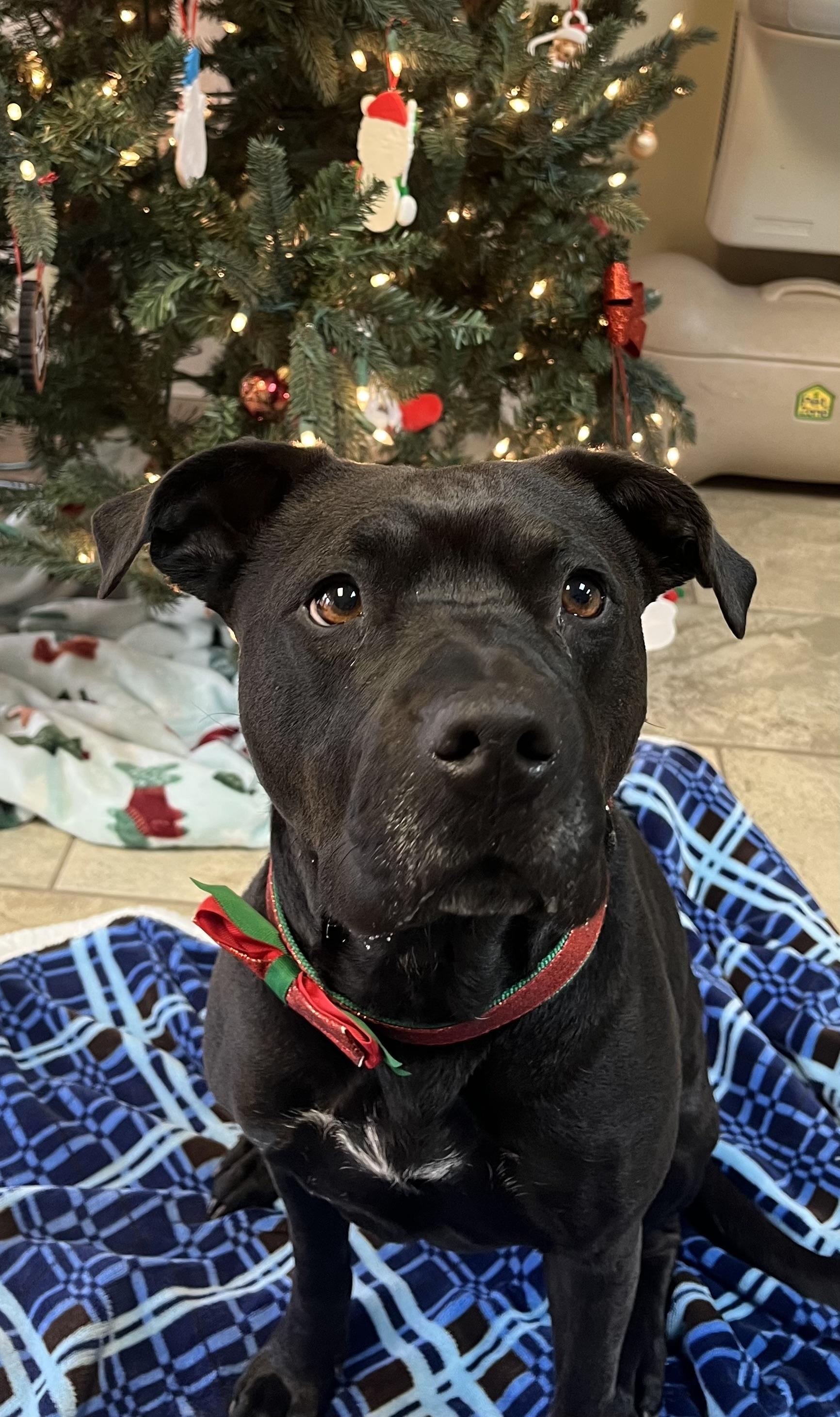 Enlarge Lady, a Adoptable mixed breed in Fairfax, VA image 1/2