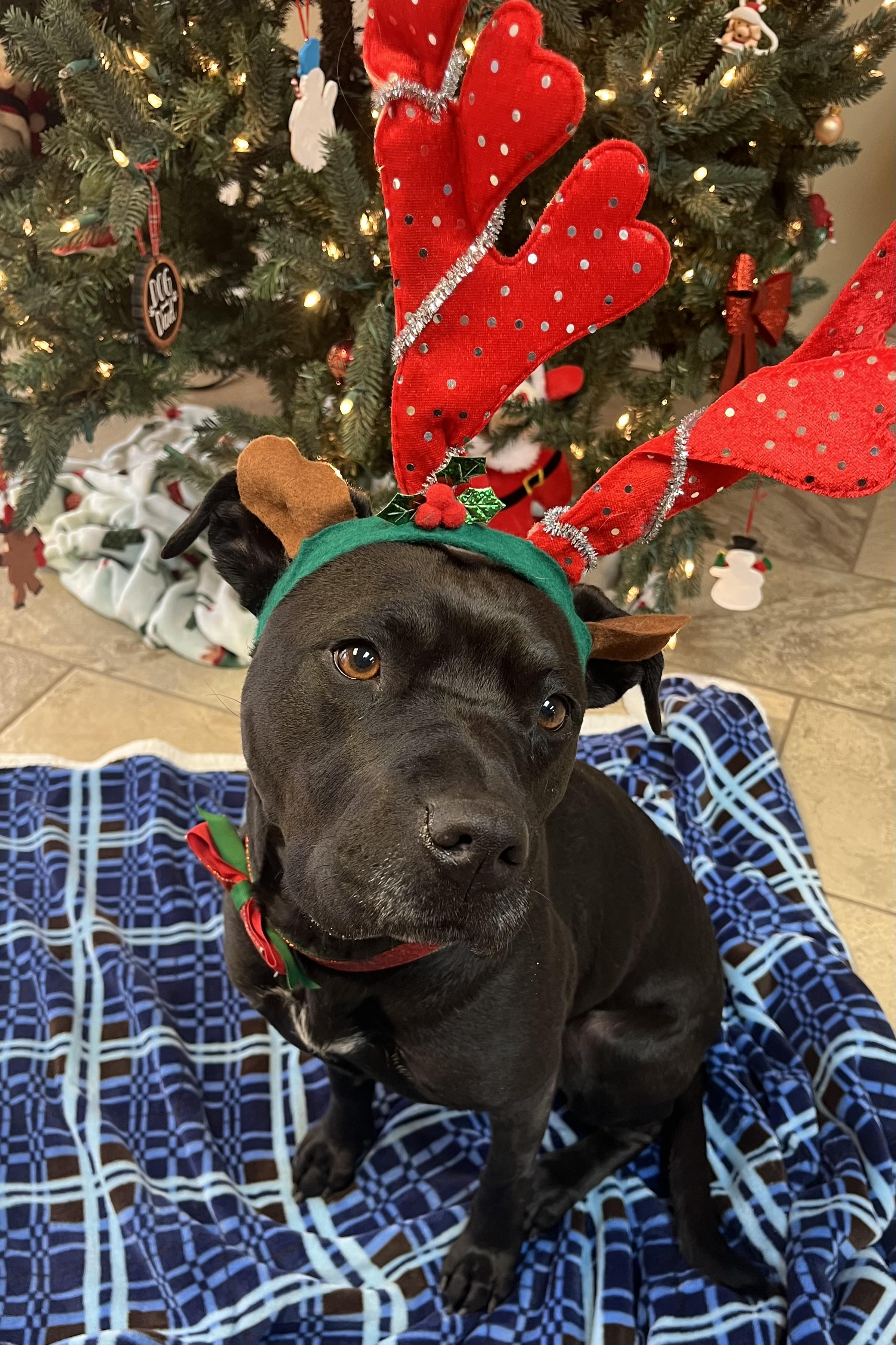 Enlarge Lady, a Adoptable mixed breed in Fairfax, VA image 2/2