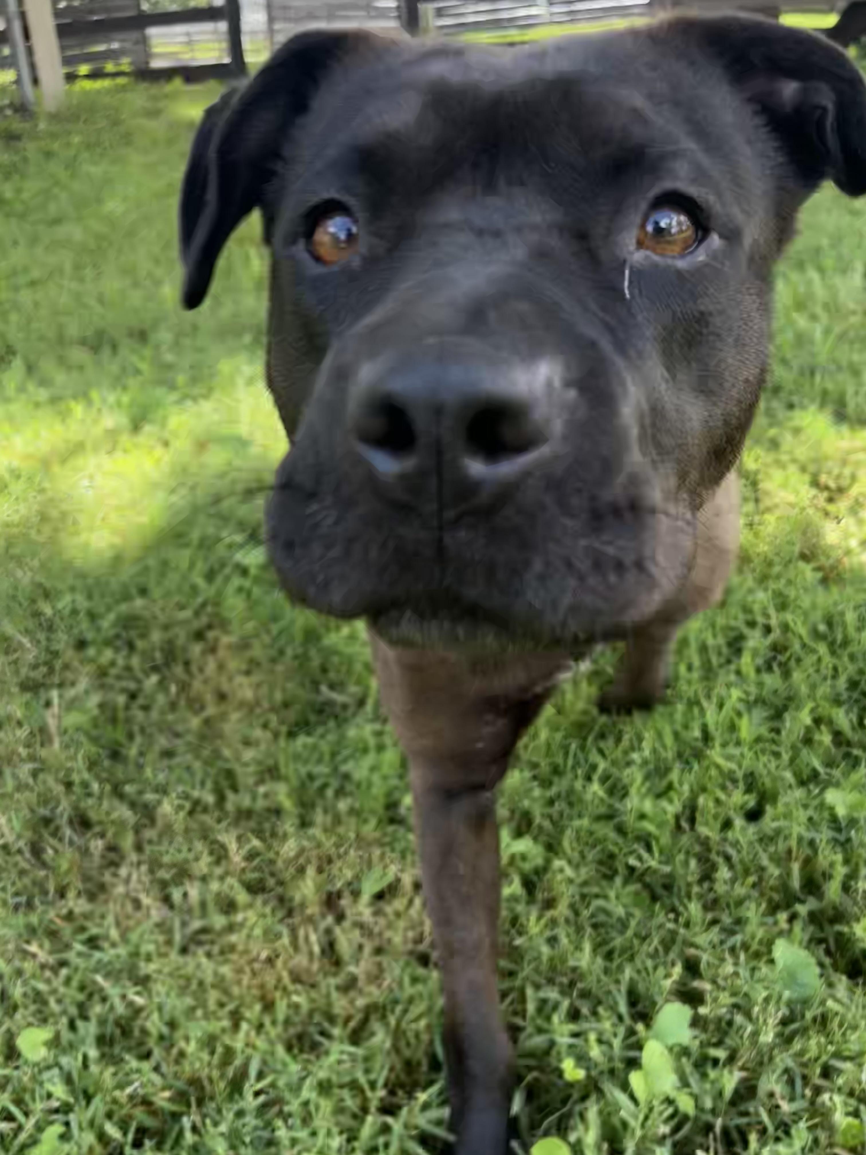 Enlarge Lady, a Adoptable mixed breed in Fairfax, VA image 5/6