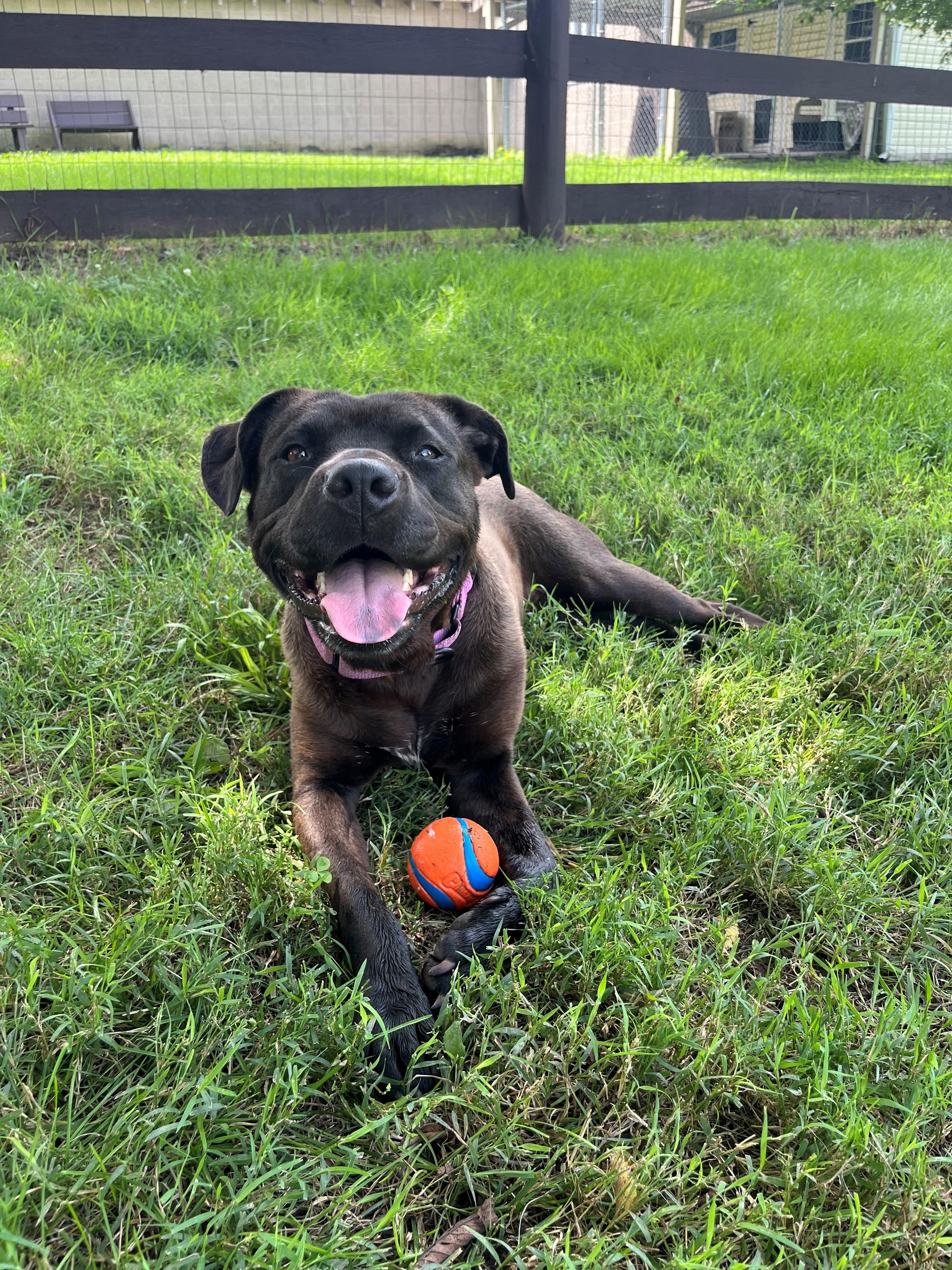 Lady, Adoptable, Adult Female American Staffordshire Terrier.