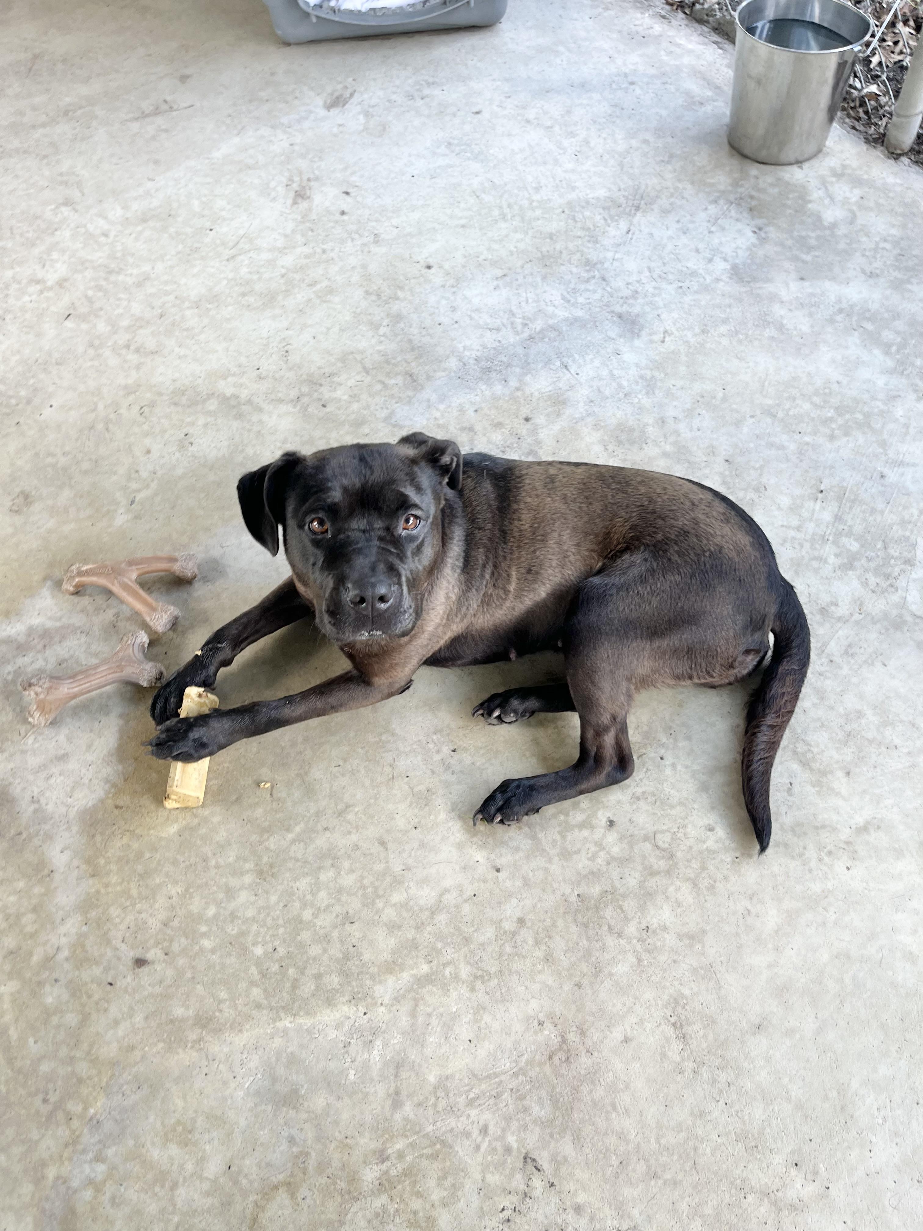 Enlarge Lady, a Adoptable mixed breed in Fairfax, VA image 3/6