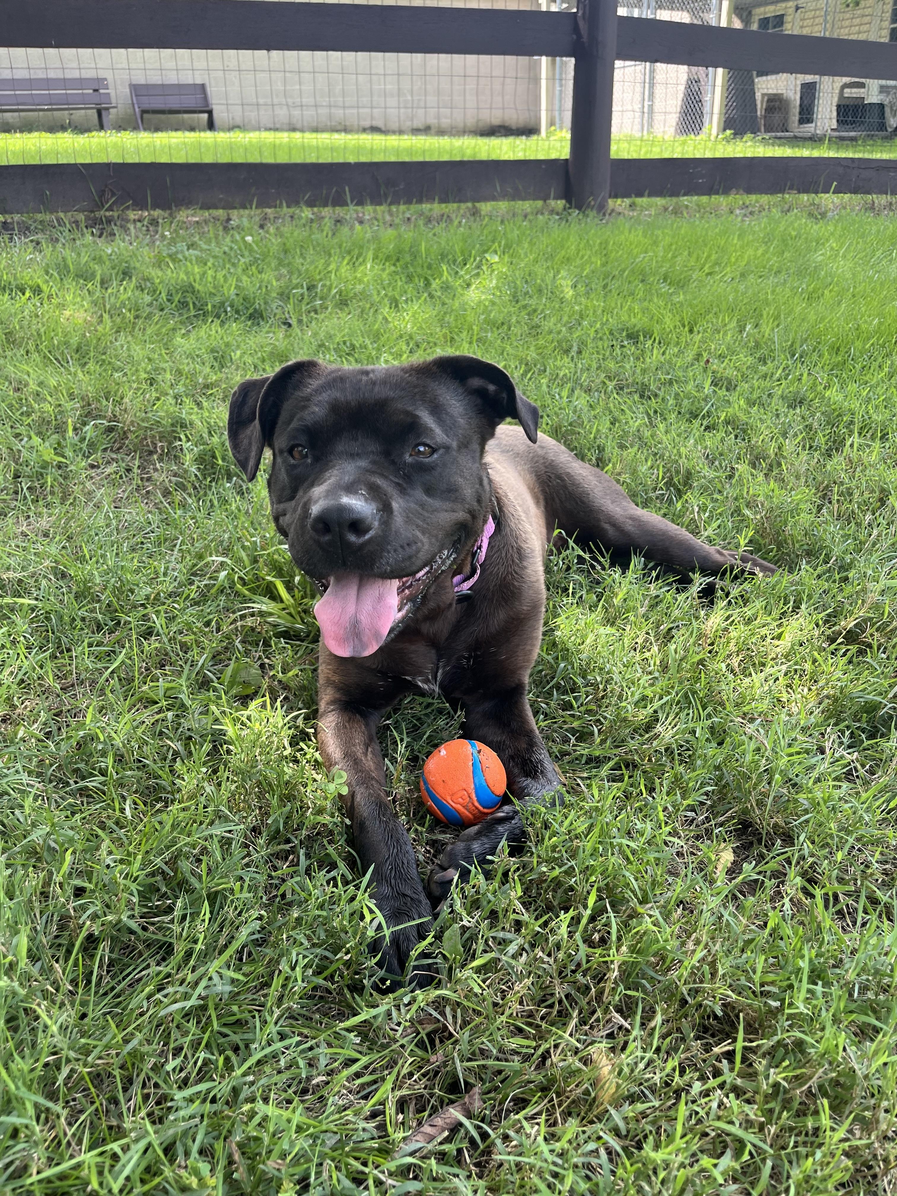 Lady, Adoptable, Adult Female American Staffordshire Terrier.