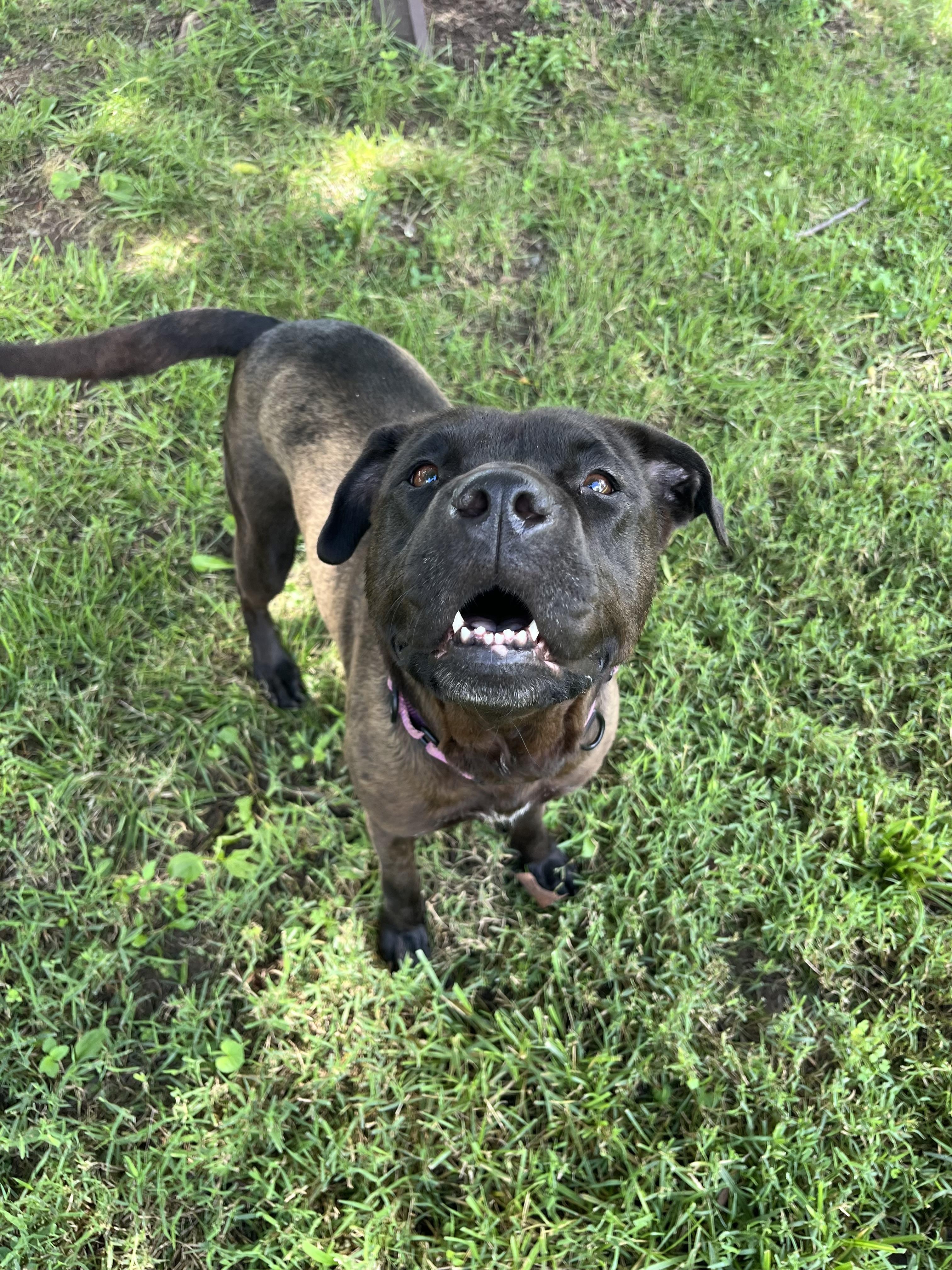 Enlarge Lady, a Adoptable mixed breed in Fairfax, VA image 6/6