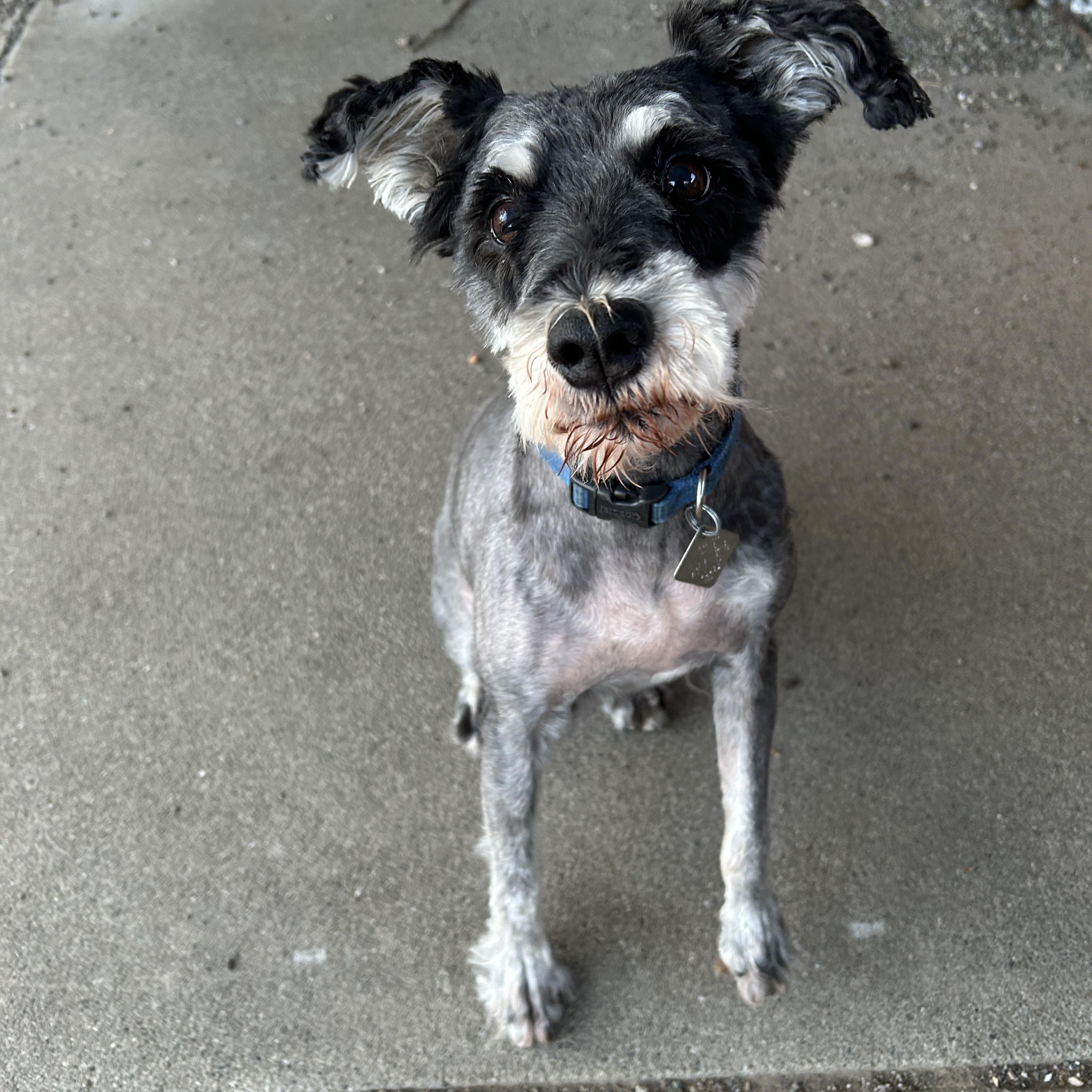 Hank, Adopted, Adult Male Miniature Schnauzer.