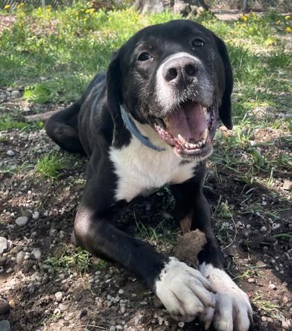 Maximus, ADOPTABLE, Adult Male Great Dane & Labrador Retriever.