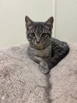 Enlarge Gizmo, a Adopted American Shorthair in Cashiers, NC image 2/3