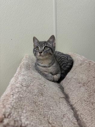 Enlarge Gizmo, a Adopted American Shorthair in Cashiers, NC image 3/3