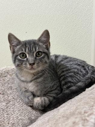 Gizmo, Adopted, Young Male American Shorthair.