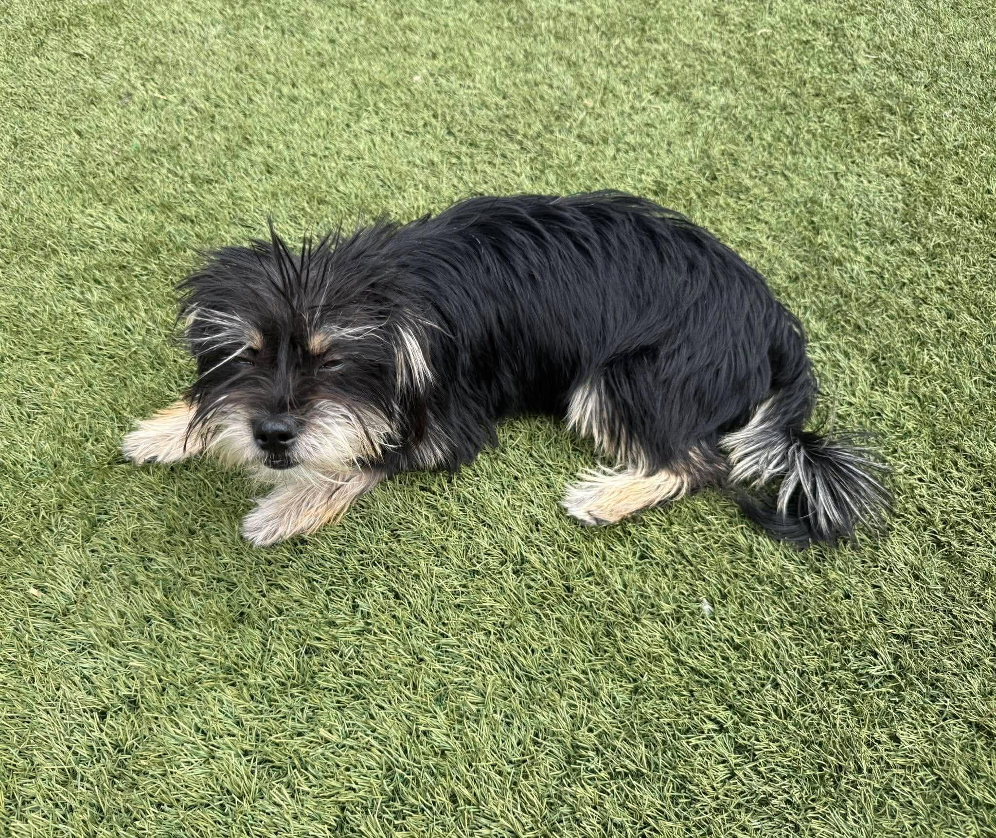 Enlarge Marlin (part of bonded pair), a Adoptable mixed breed in Homer Glen, IL image 5/6