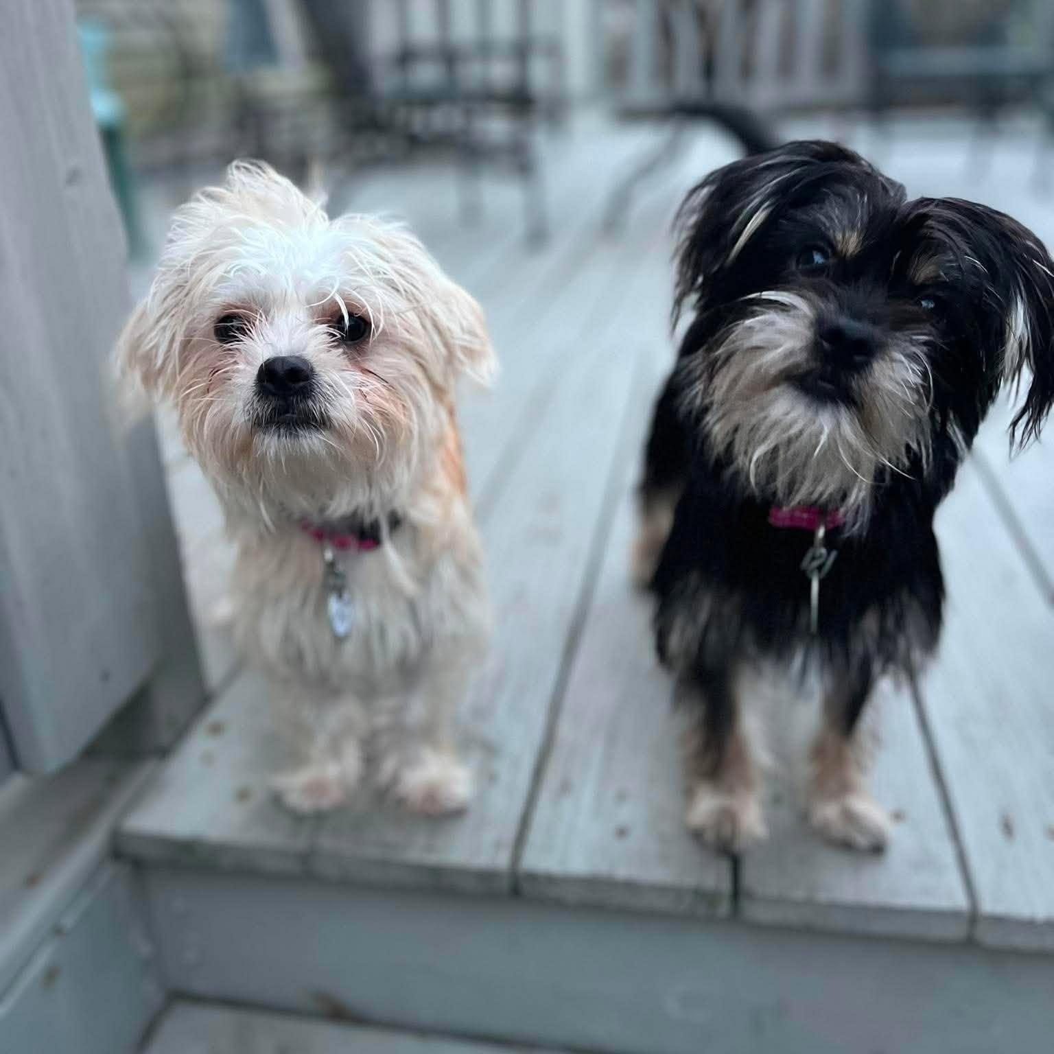 Marlin (bonded with Crimson), Adoptable, Young Male Maltese & Terrier.