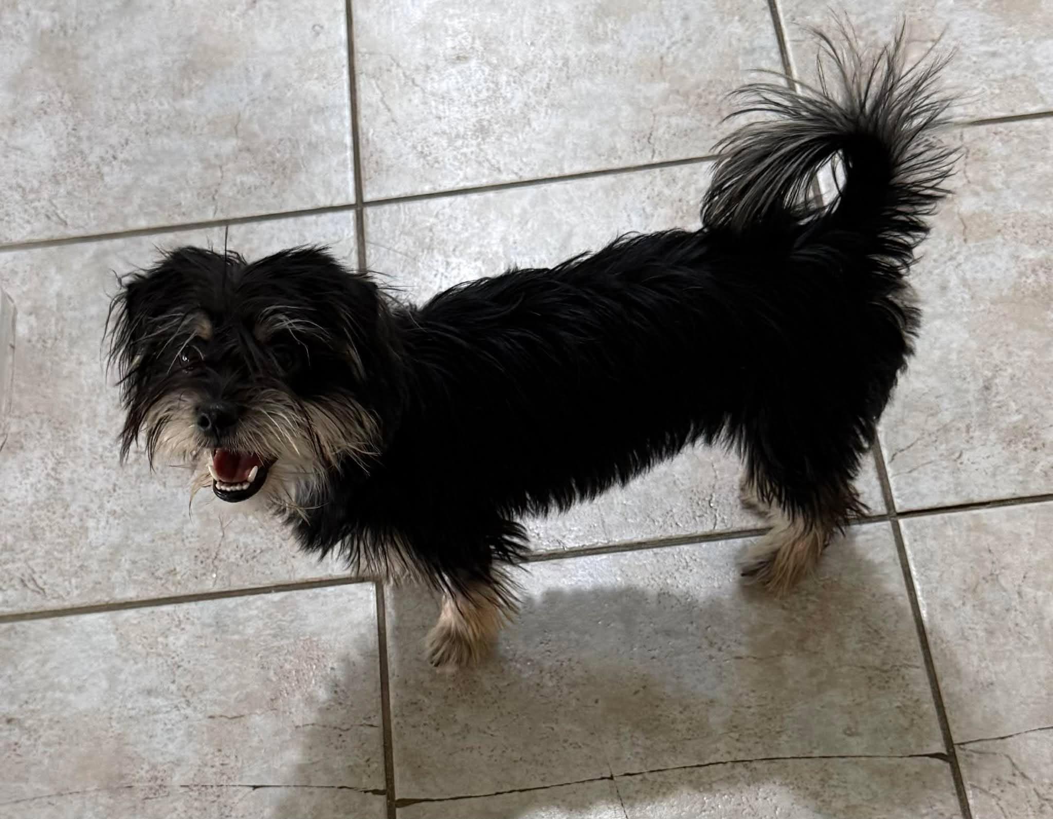 Enlarge Marlin (part of bonded pair), a Adoptable mixed breed in Homer Glen, IL image 4/6