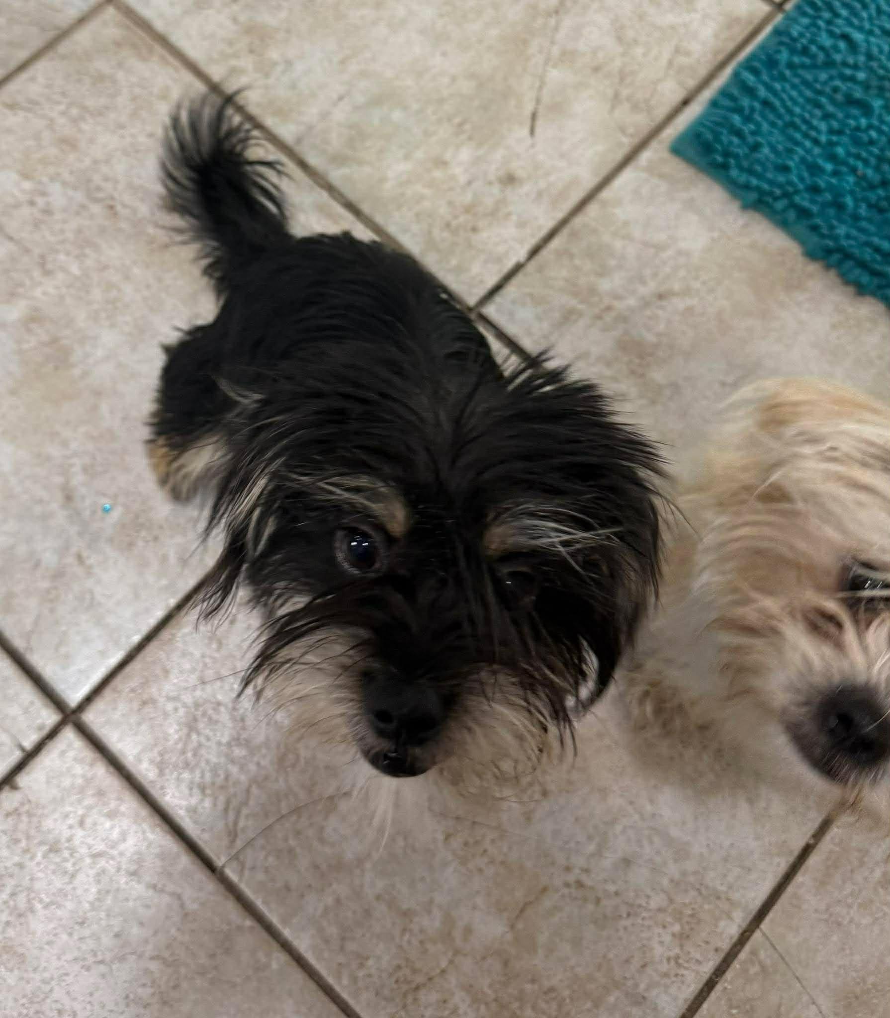 Marlin (part of bonded pair), Adoptable, Young Male Maltese & Terrier.