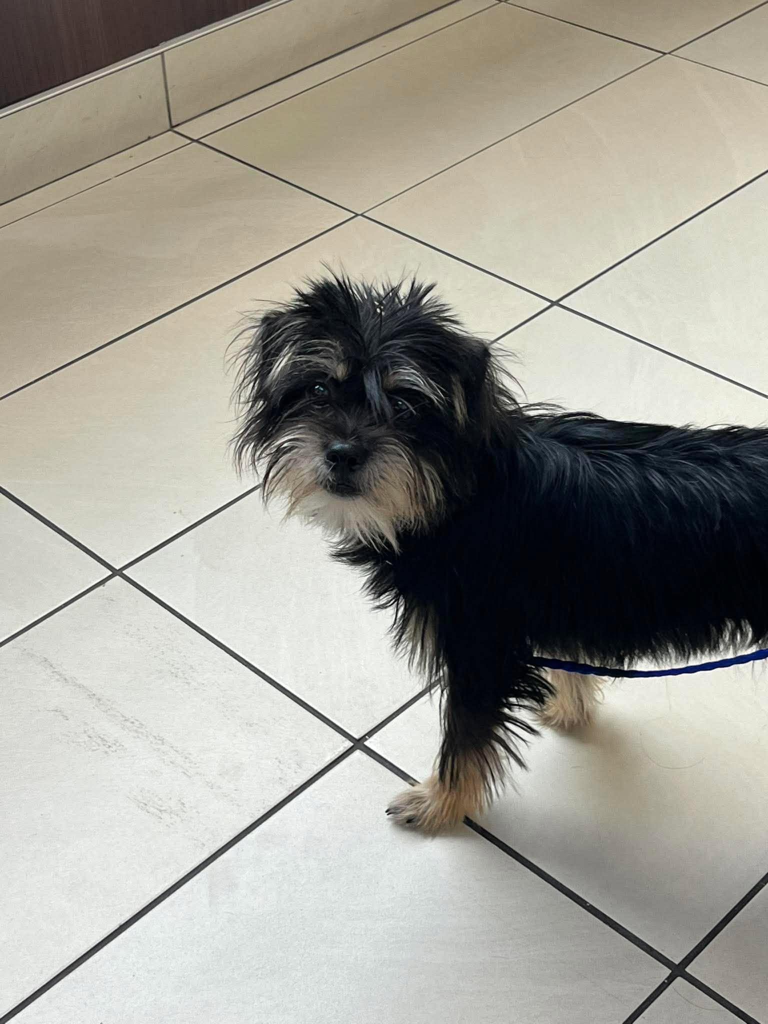 Enlarge Marlin (part of bonded pair), a Adoptable mixed breed in Homer Glen, IL image 3/6
