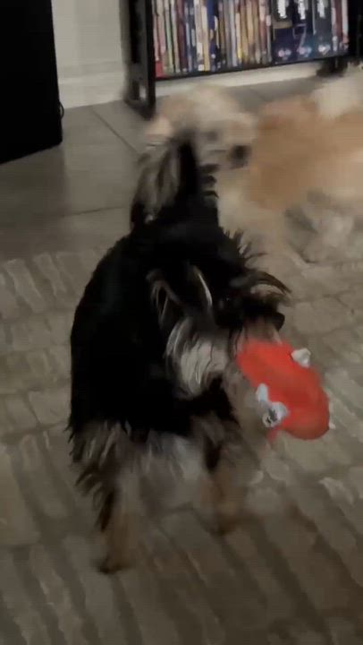 Enlarge Marlin (part of bonded pair), a Adoptable mixed breed in Homer Glen, IL video 6/6