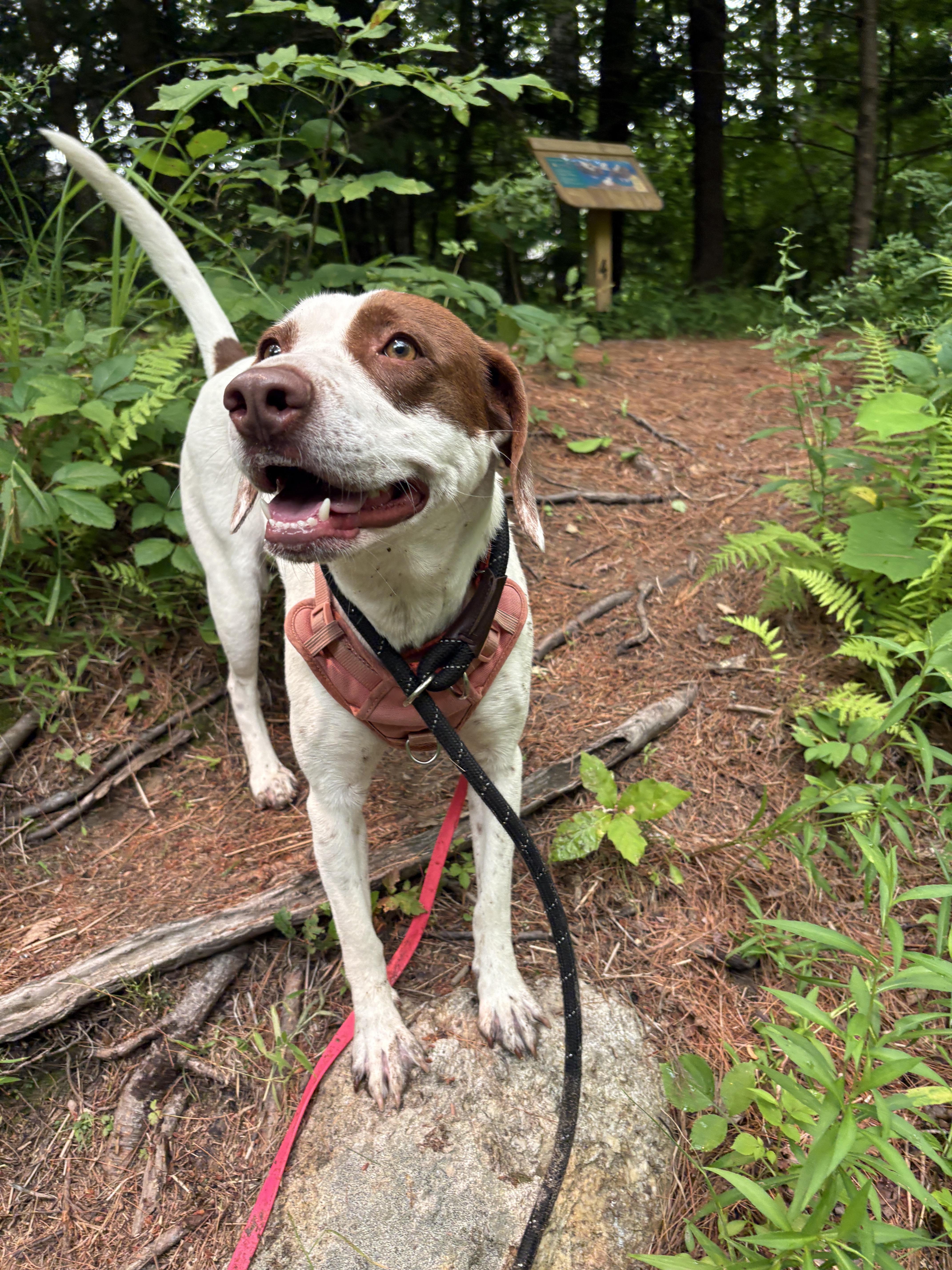 Enlarge Darcy, a ADOPTABLE mixed breed in New Boston, NH image 1/6