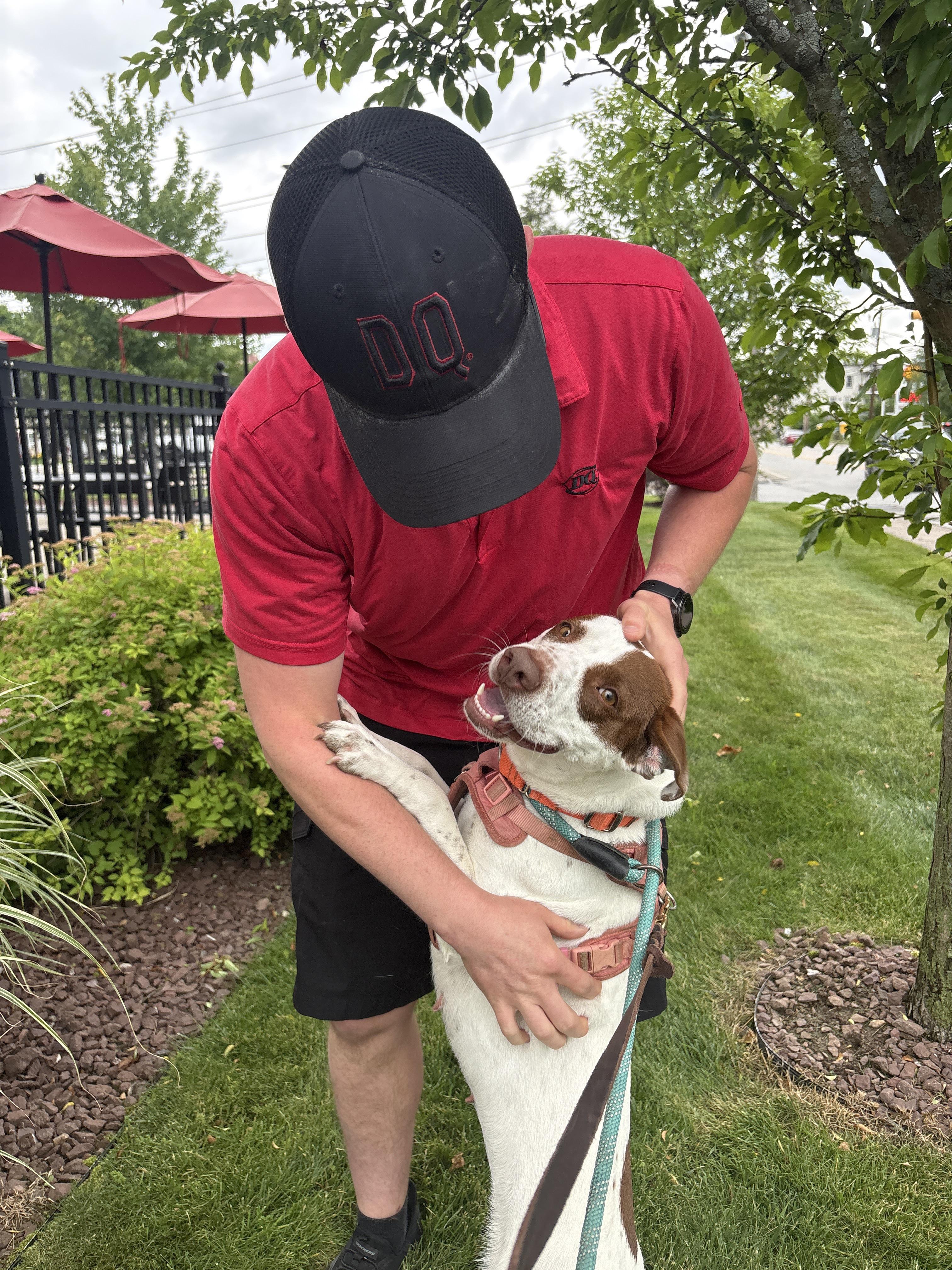 Enlarge Darcy, a ADOPTABLE mixed breed in New Boston, NH image 4/6