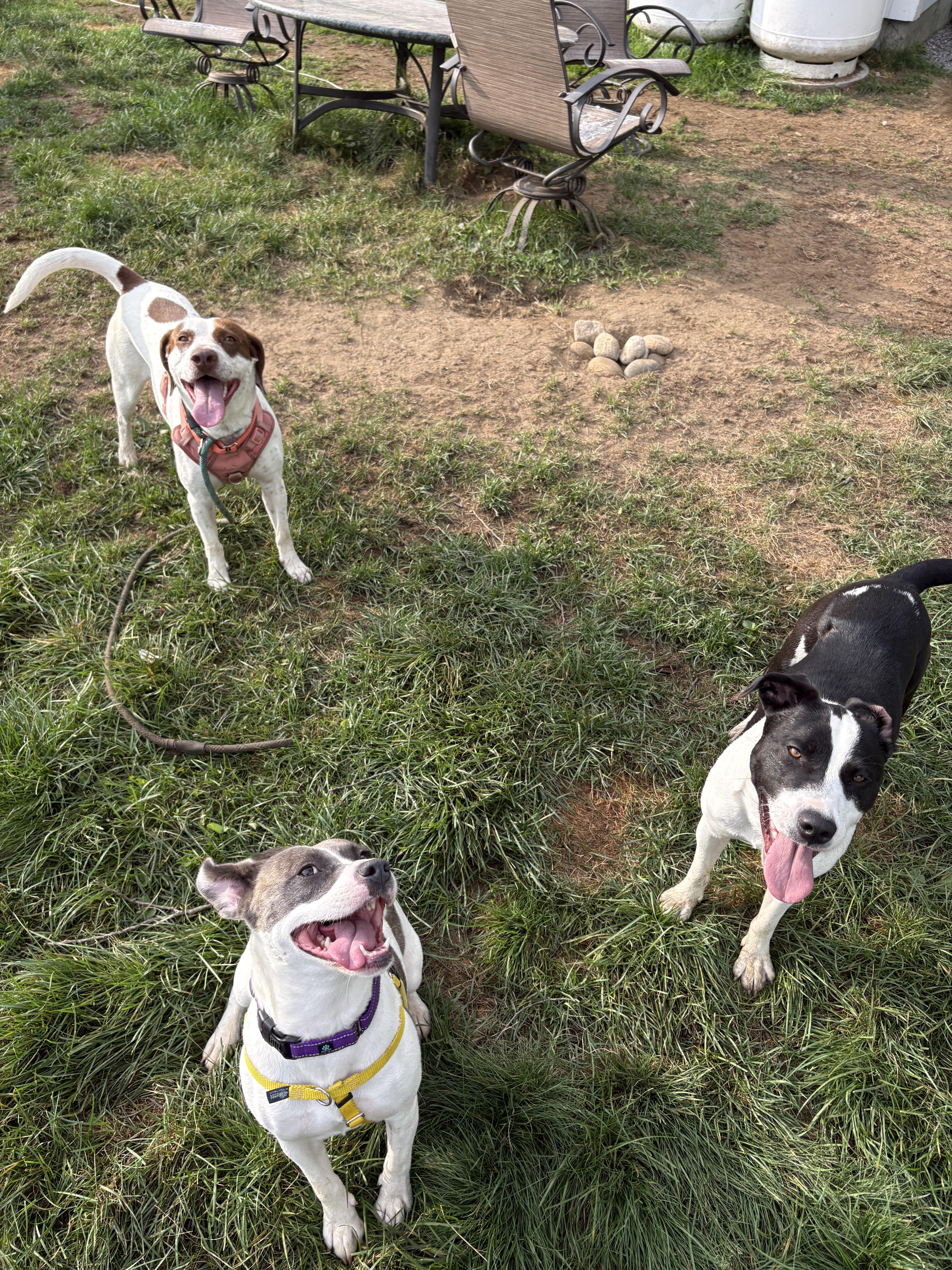 Enlarge Darcy, a ADOPTABLE mixed breed in New Boston, NH image 3/6