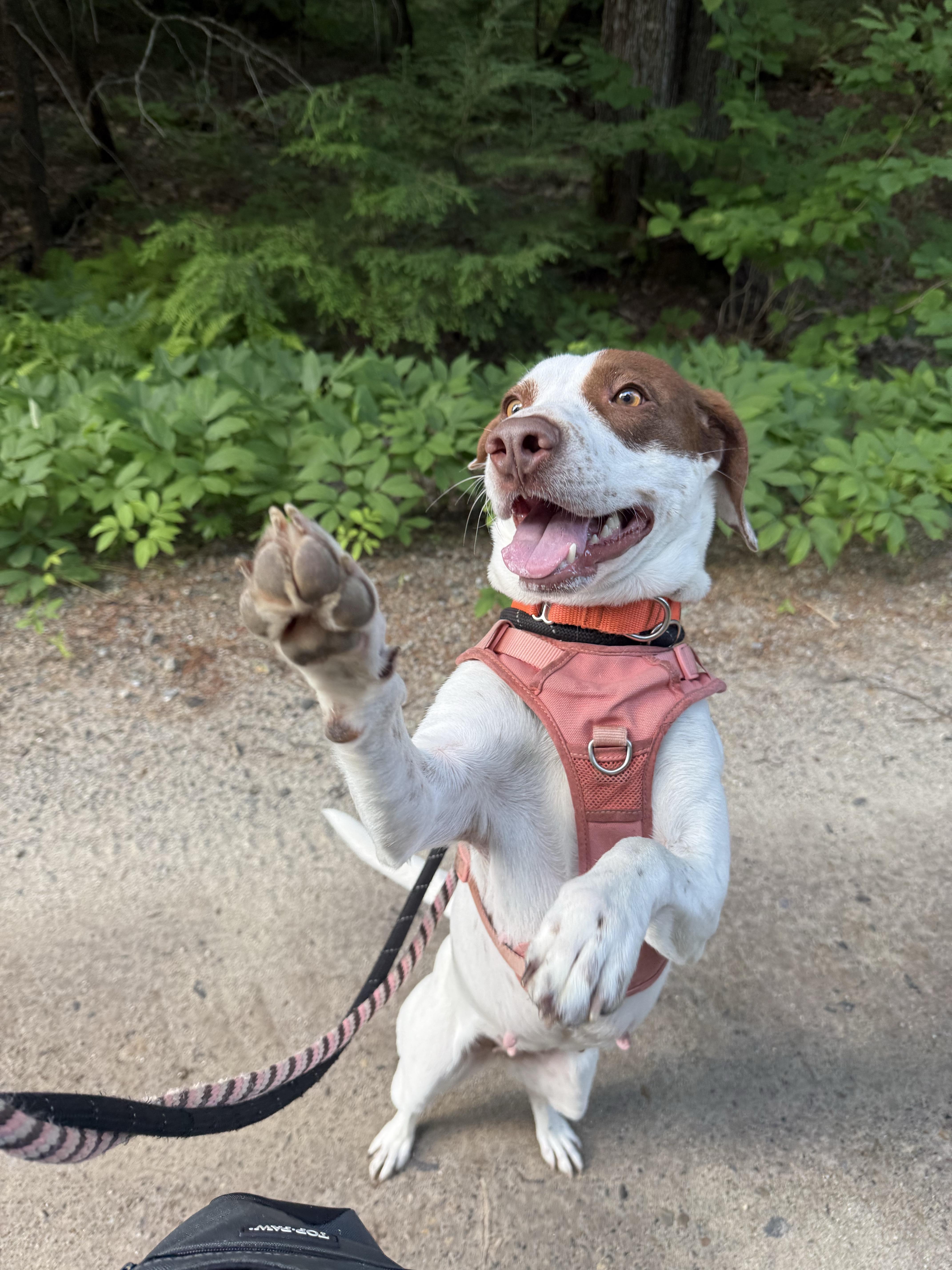 Enlarge Darcy, a ADOPTABLE mixed breed in New Boston, NH image 5/6