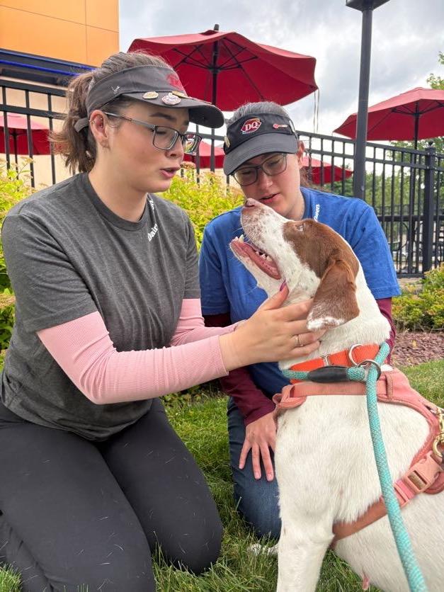 Enlarge Darcy, a ADOPTABLE mixed breed in New Boston, NH image 6/6