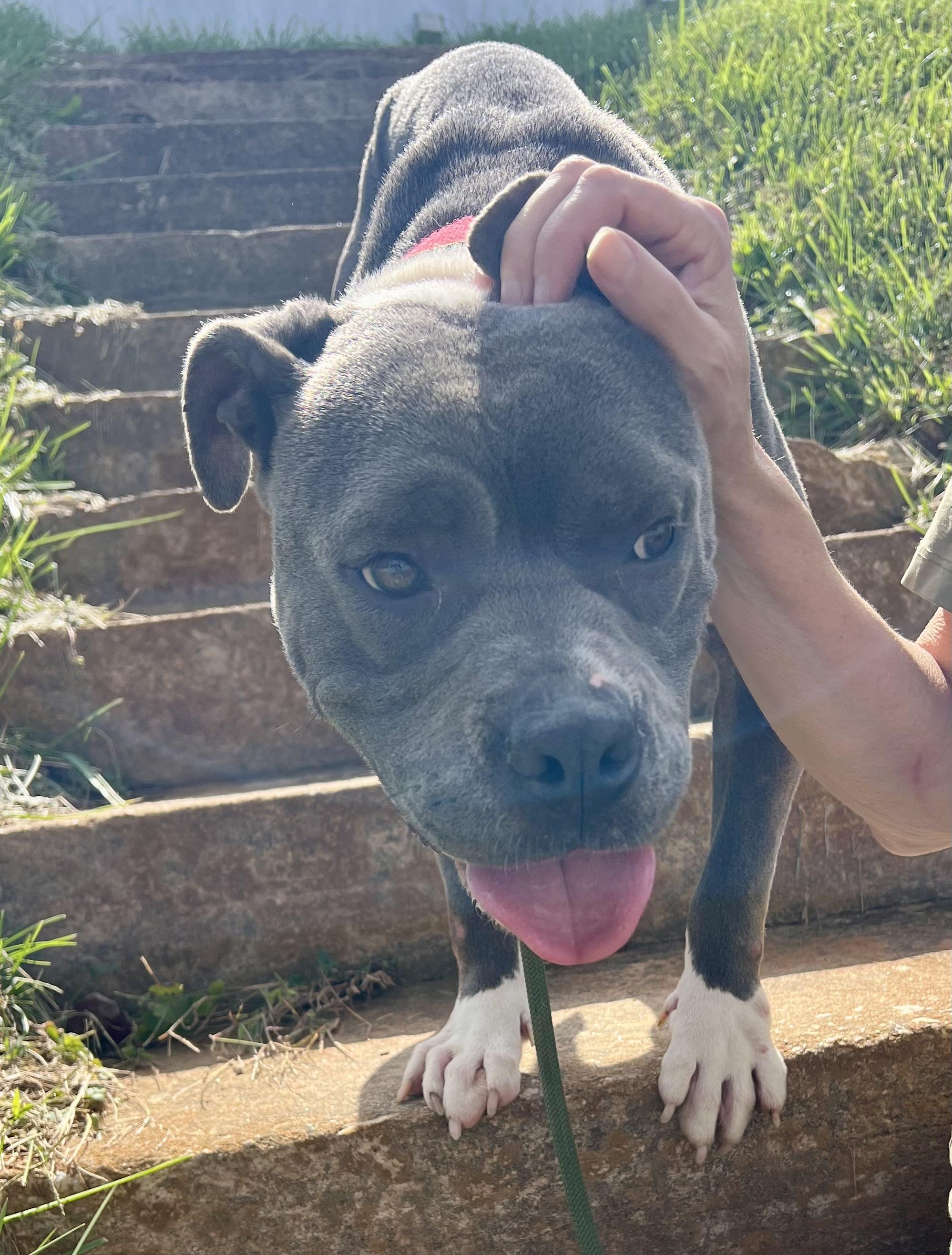 Enlarge Mabel, a Adopted mixed breed in sparta, NC image 3/5