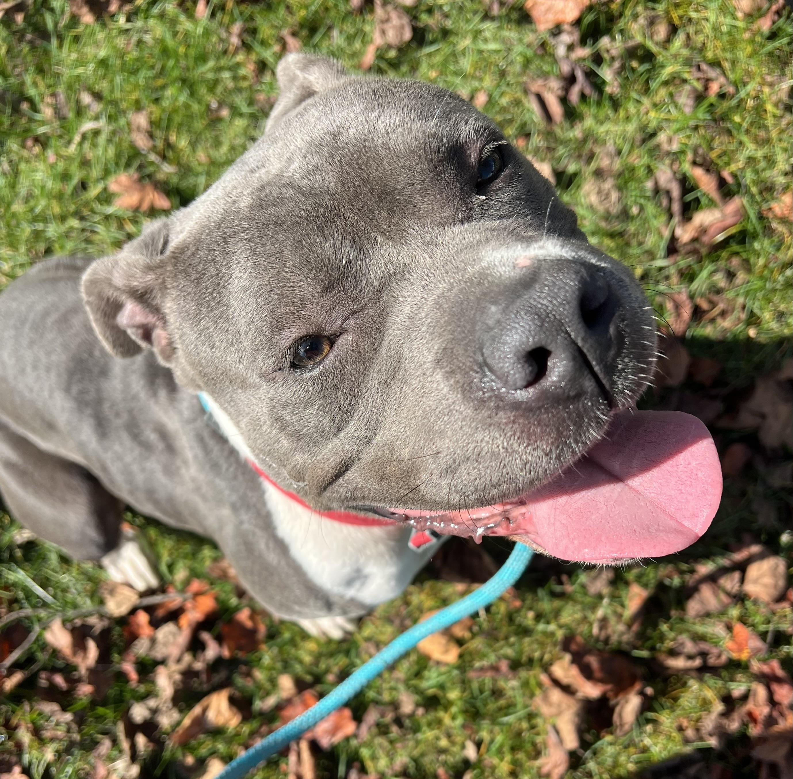 Mabel, Adopted, Adult Female Boxer & Pit Bull Terrier.