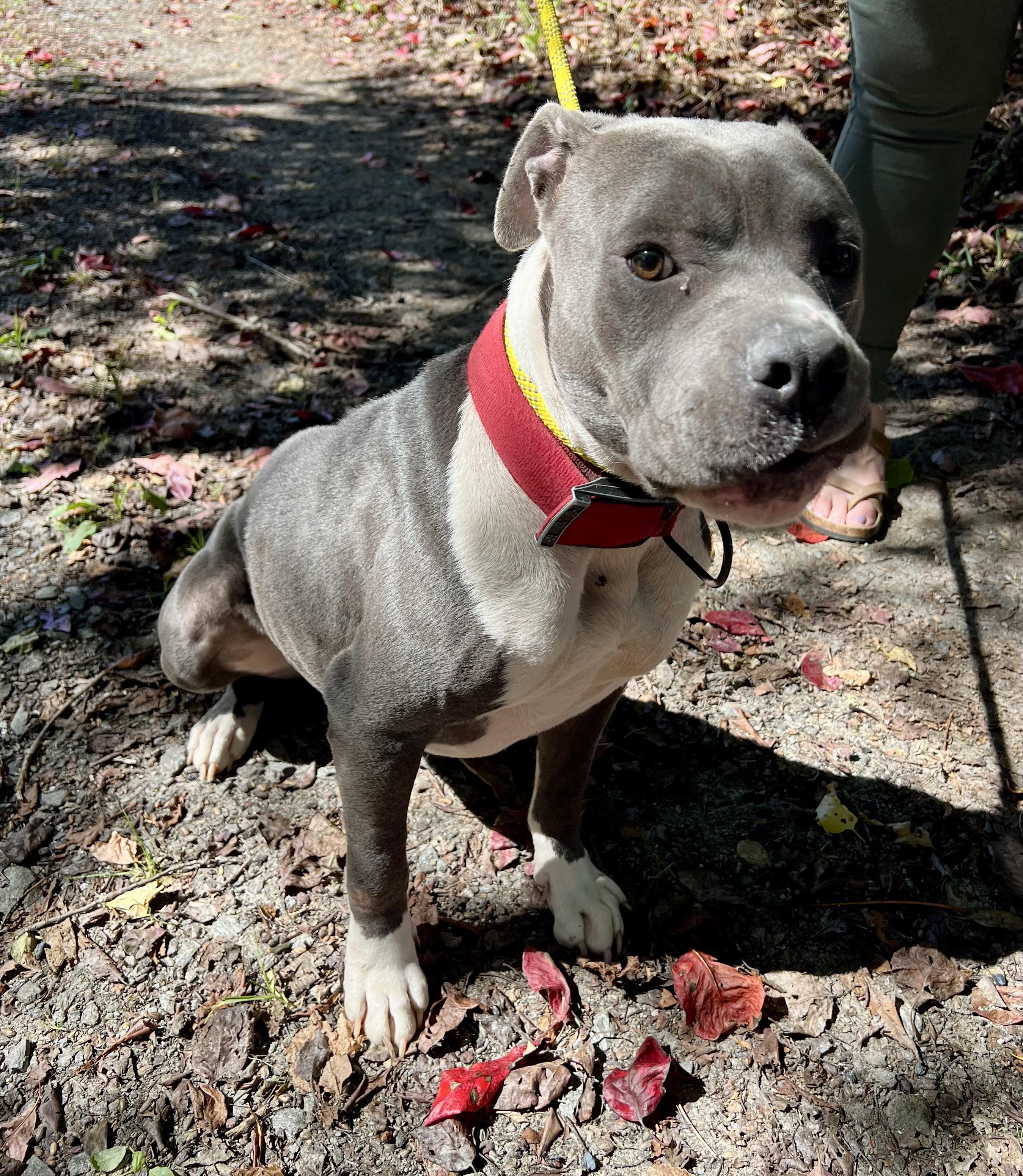 Enlarge Mabel, a Adopted mixed breed in sparta, NC image 2/5