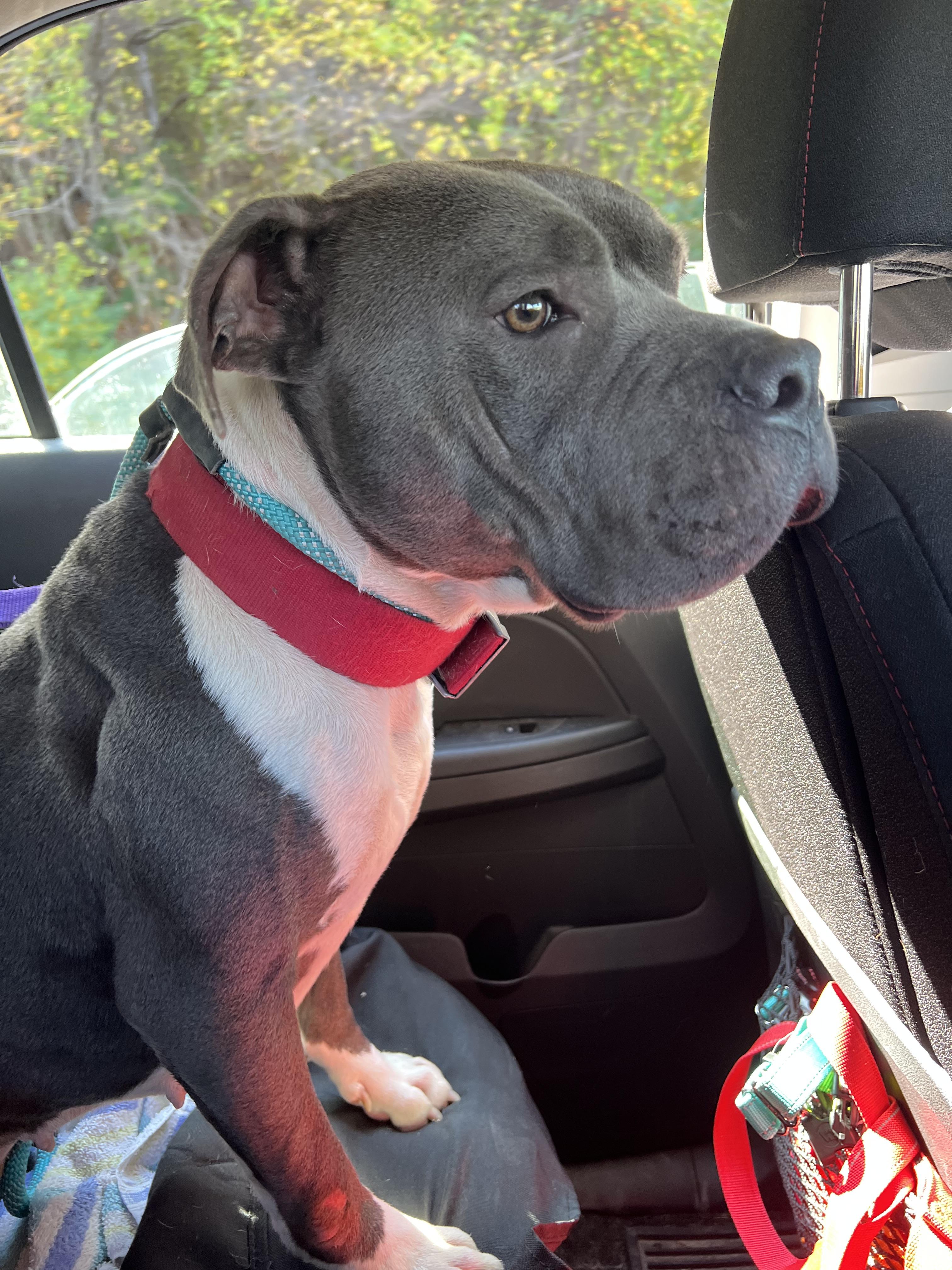 Enlarge Mabel, a Adopted mixed breed in sparta, NC image 5/5