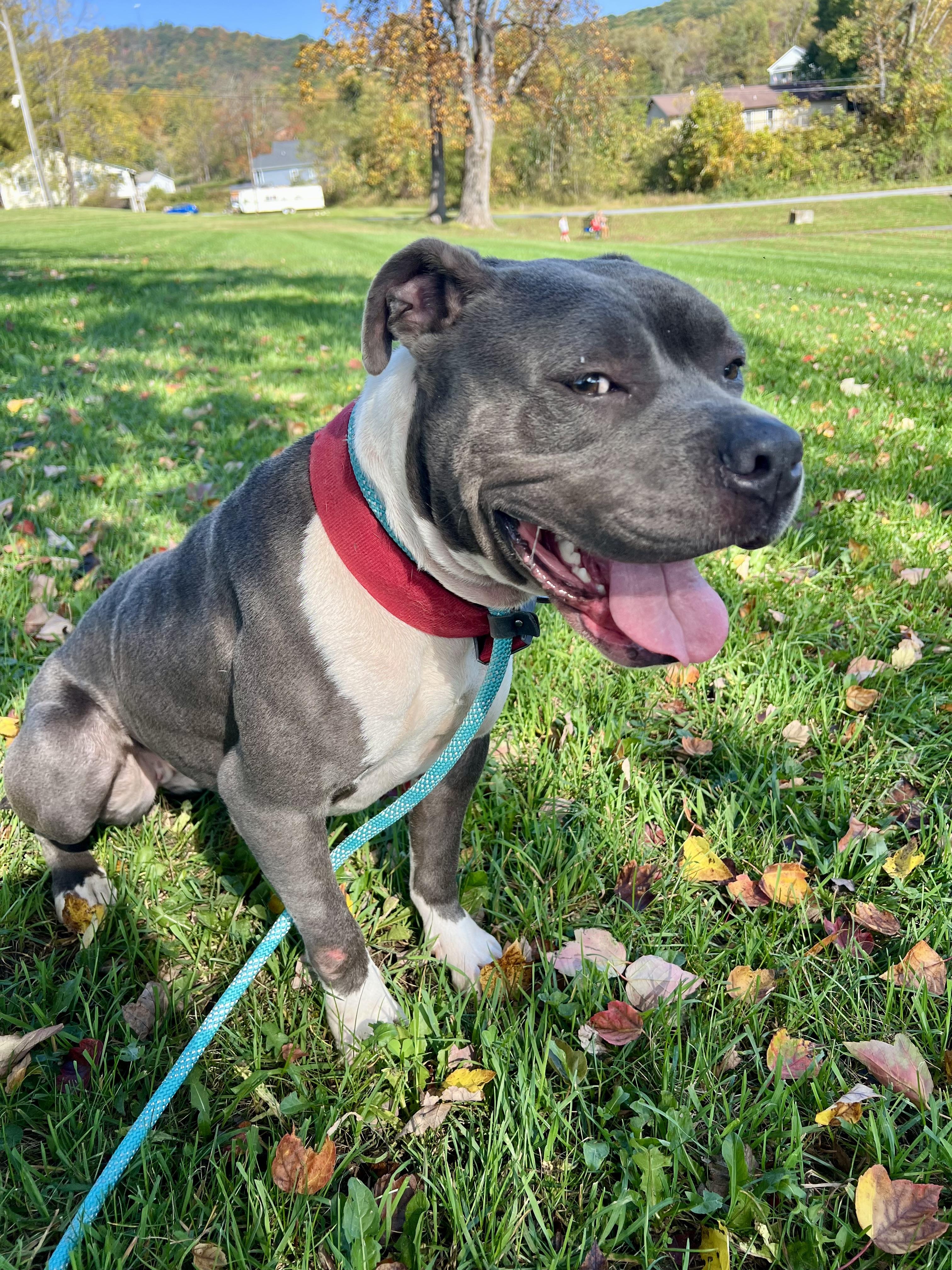 Enlarge Mabel, a Adopted mixed breed in sparta, NC image 4/5