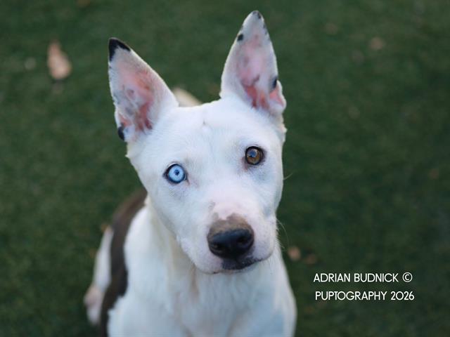 Enlarge JIMMY DEAN, a Adoptable Mixed Breed in Nashville, TN image 1/2