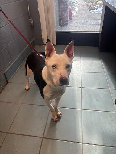 Enlarge JIMMY DEAN, a Adoptable Mixed Breed in Nashville, TN image 2/2