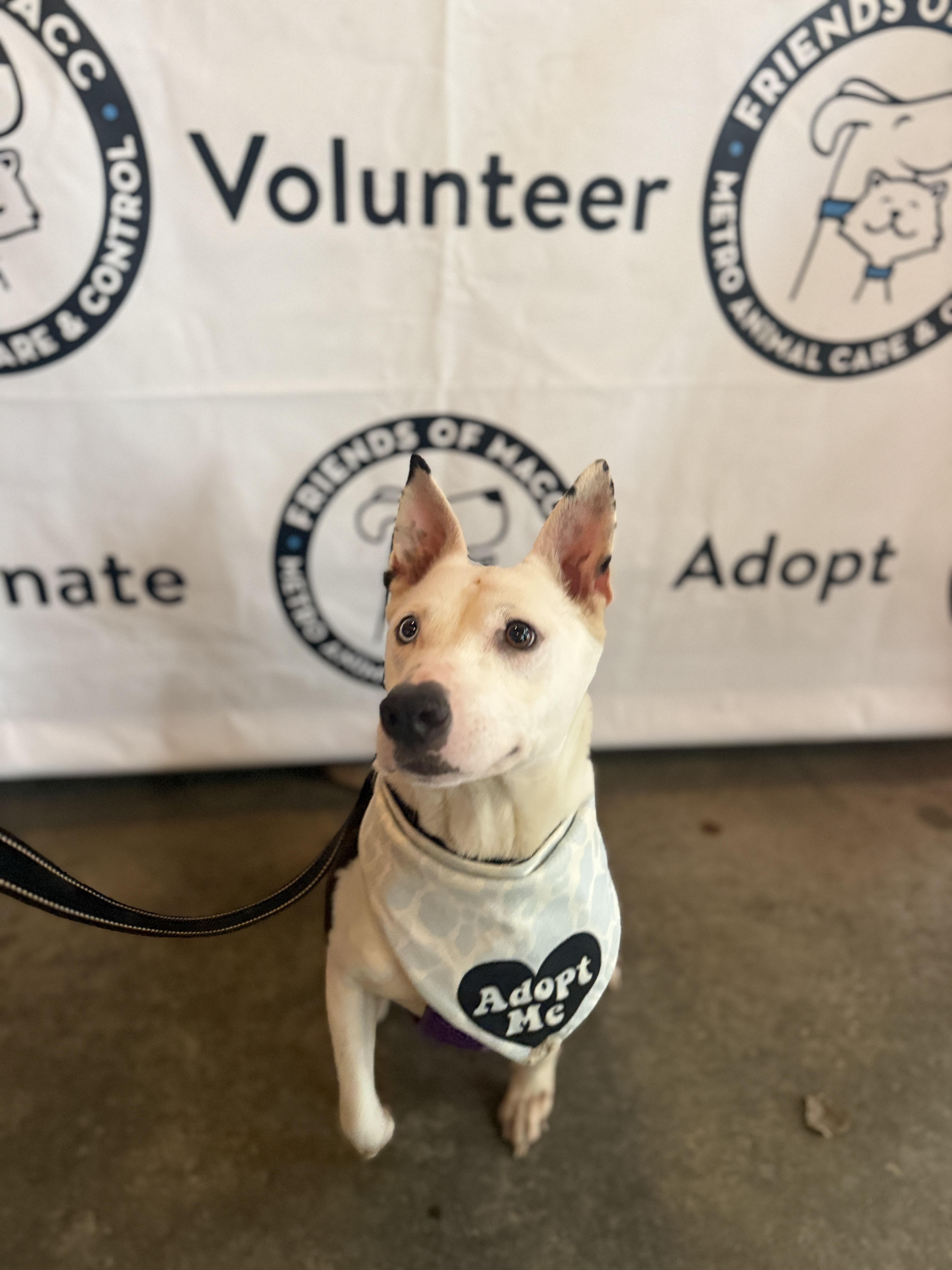 Enlarge JIMMY DEAN, a Adoptable mixed breed in Nashville, TN image 4/5