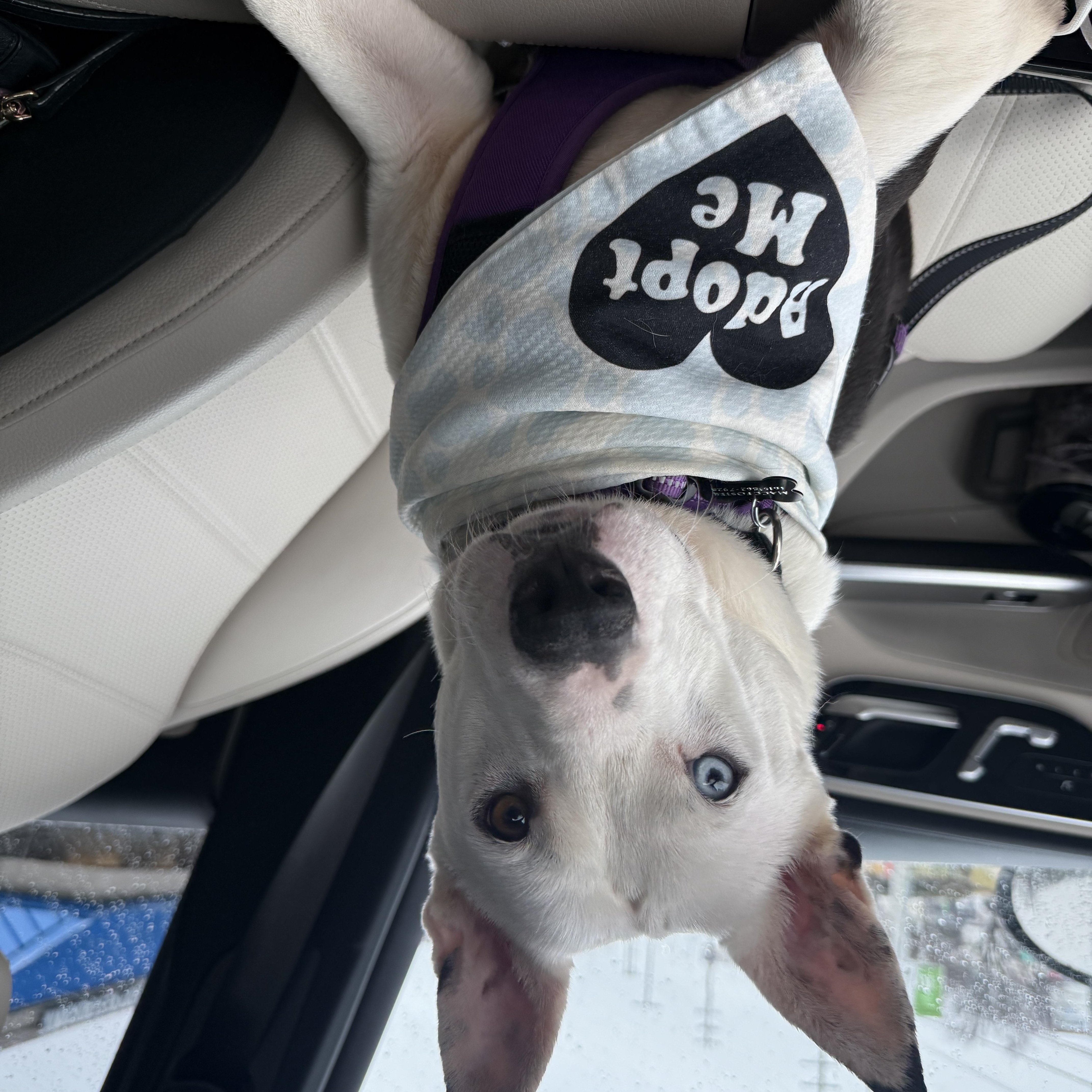 Enlarge JIMMY DEAN, a Adoptable mixed breed in Nashville, TN image 5/5