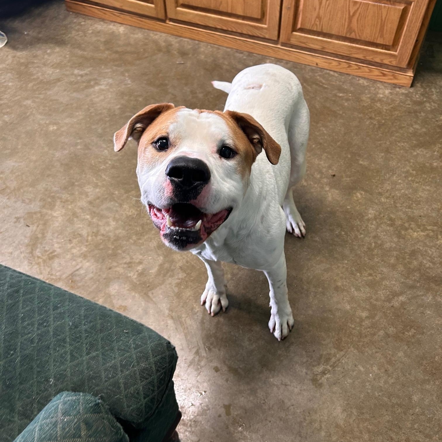 Milo, Adult Male Pit Bull Terrier
