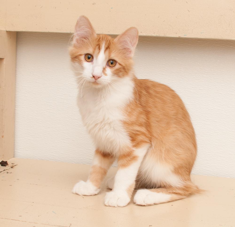 Enlarge Mango ( adopted with Saffron), a Adopted Tabby in Westminster, CO image 4/5