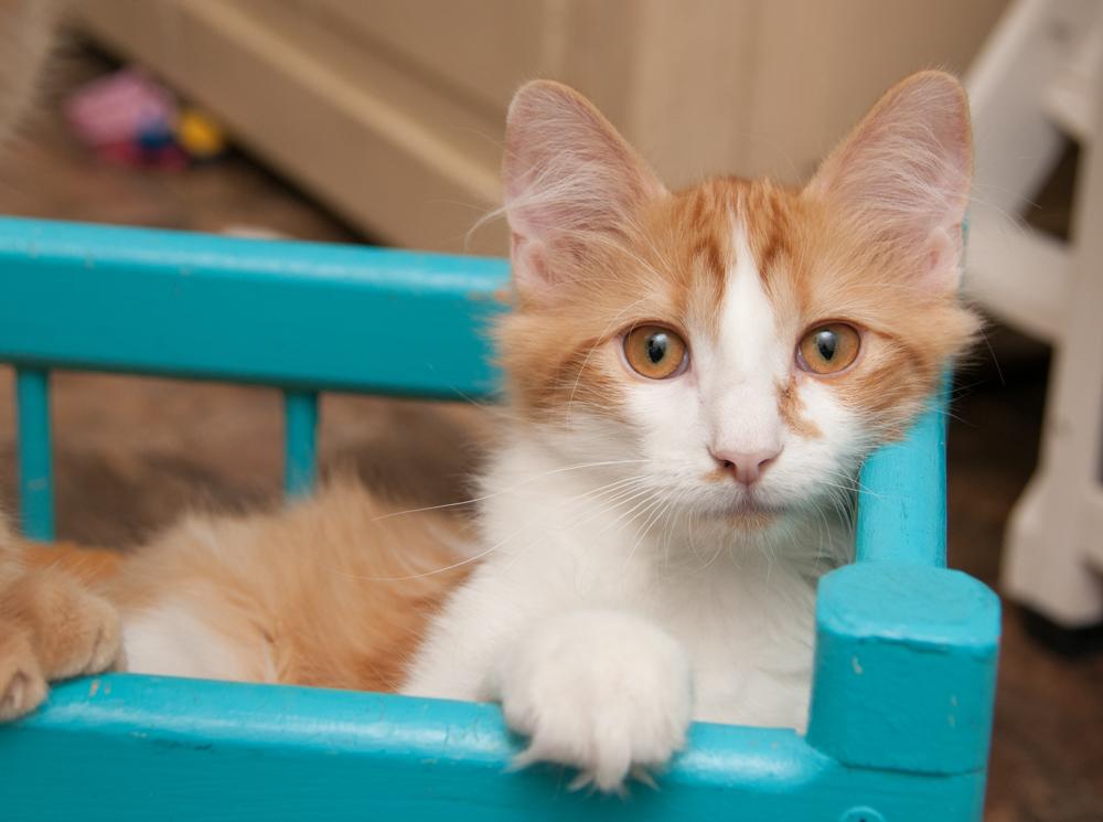 Enlarge Mango ( adopted with Saffron), a Adopted Tabby in Westminster, CO image 2/5