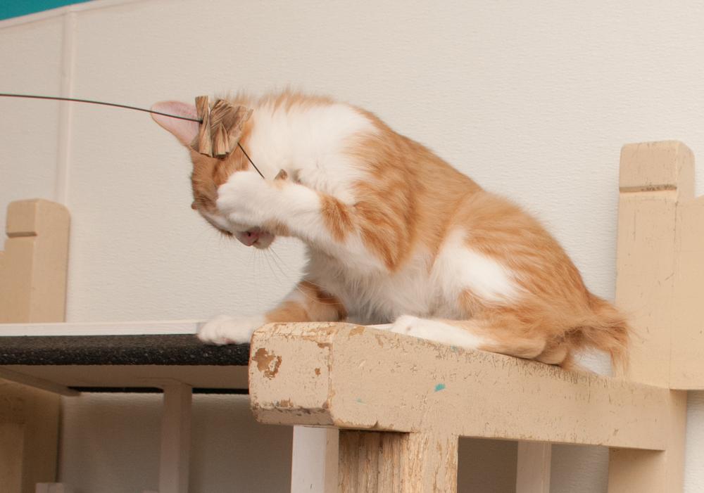 Enlarge Mango ( adopted with Saffron), a Adopted Tabby in Westminster, CO image 5/5