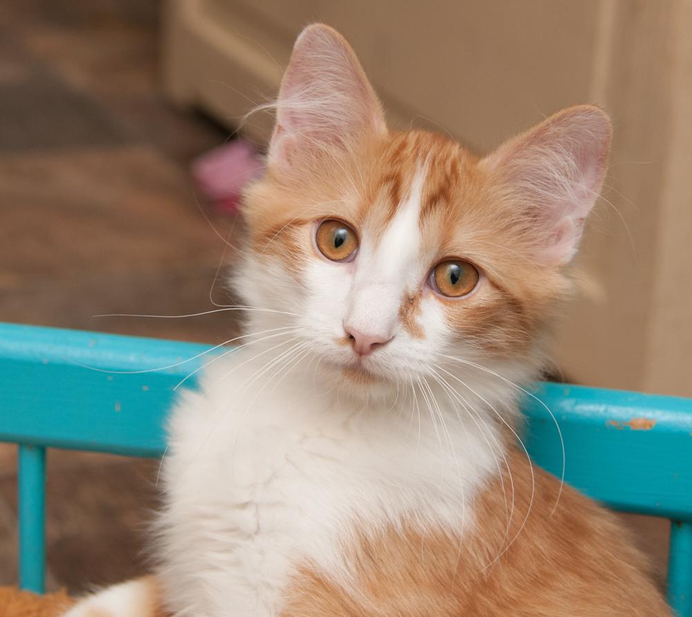 Mango ( adopted with Saffron), Adopted, Kitten Male Tabby.